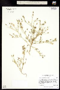 Image of Heterospermum pinnatum