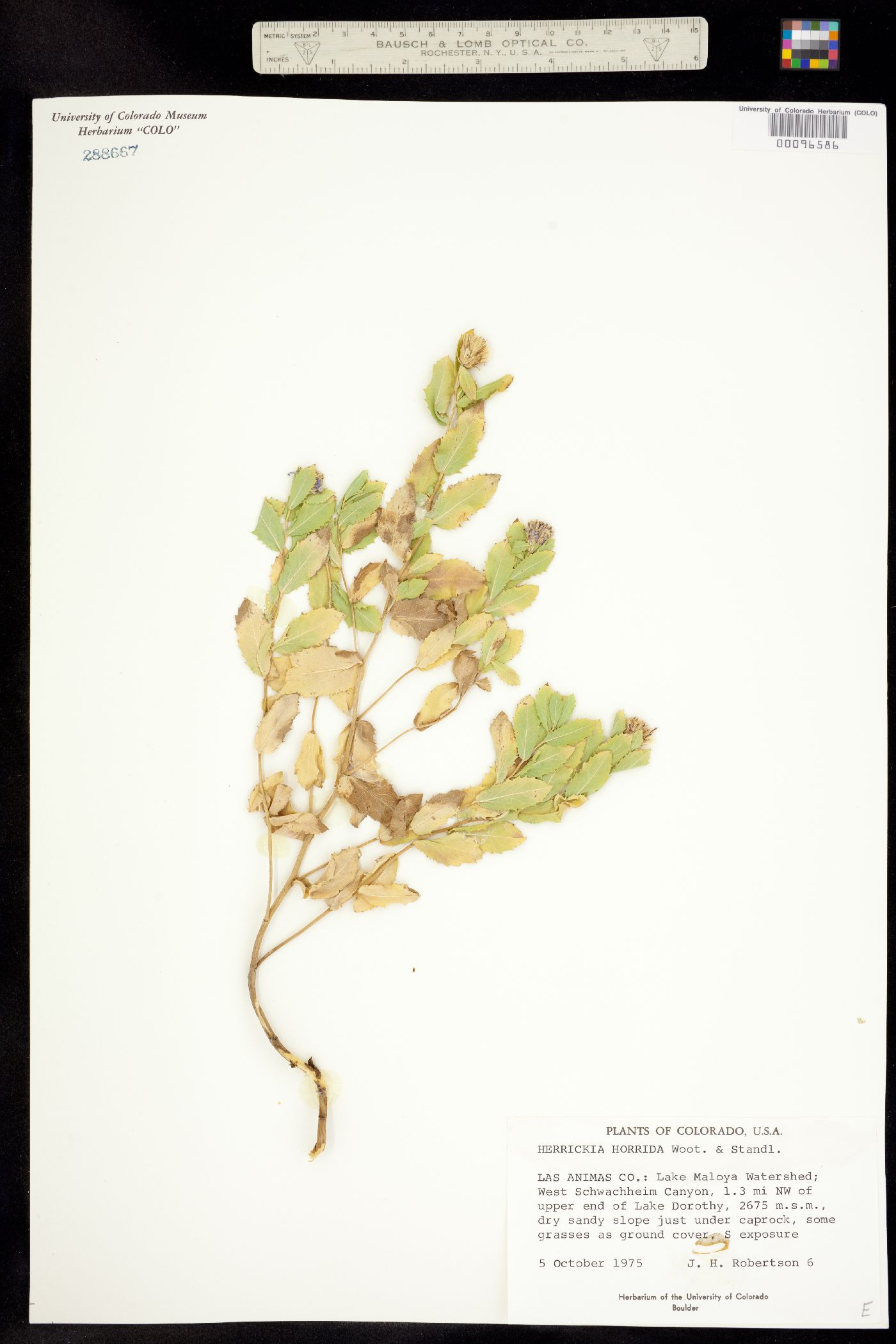 Herrickia horrida image