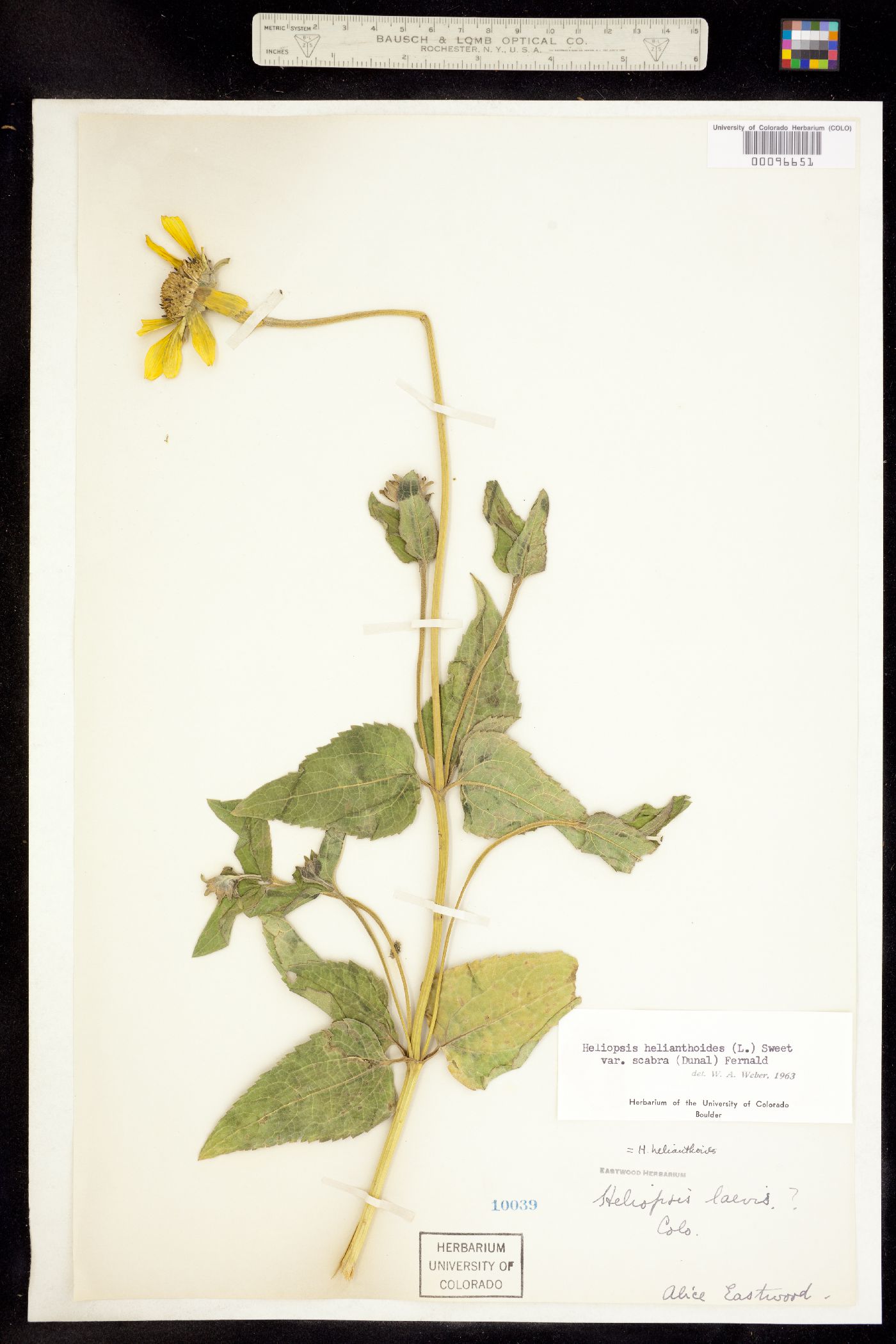 Heliopsis helianthoides var. scabra image