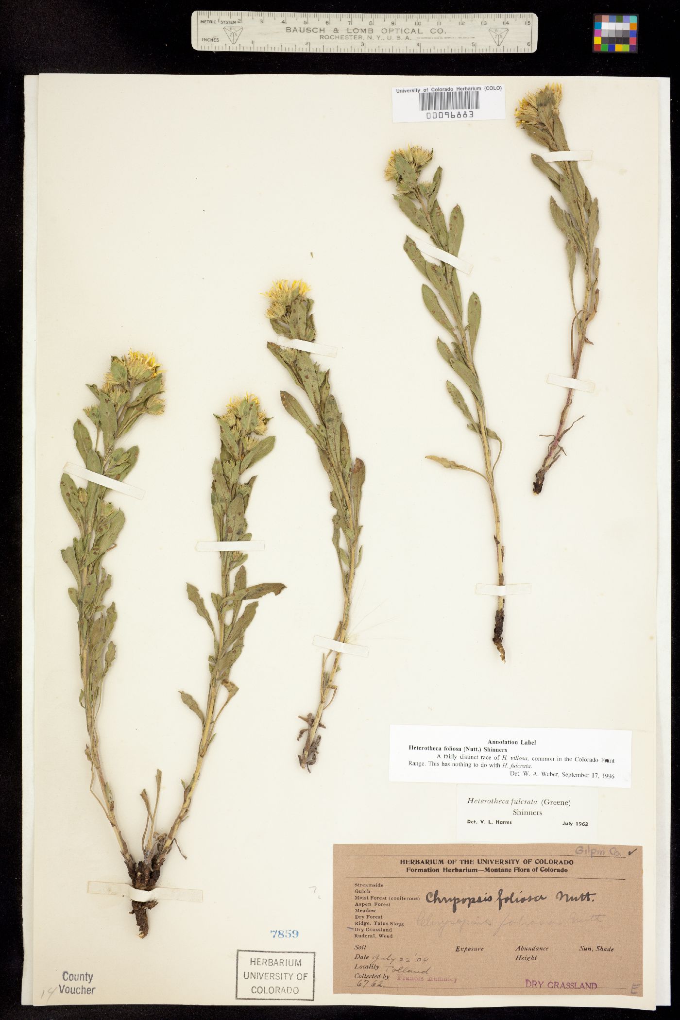 Heterotheca villosa var. foliosa image