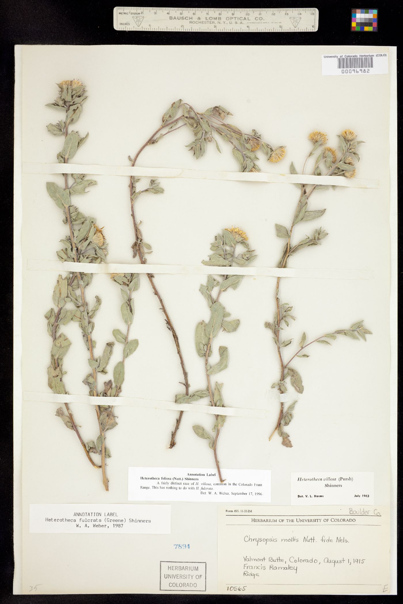 Heterotheca villosa image