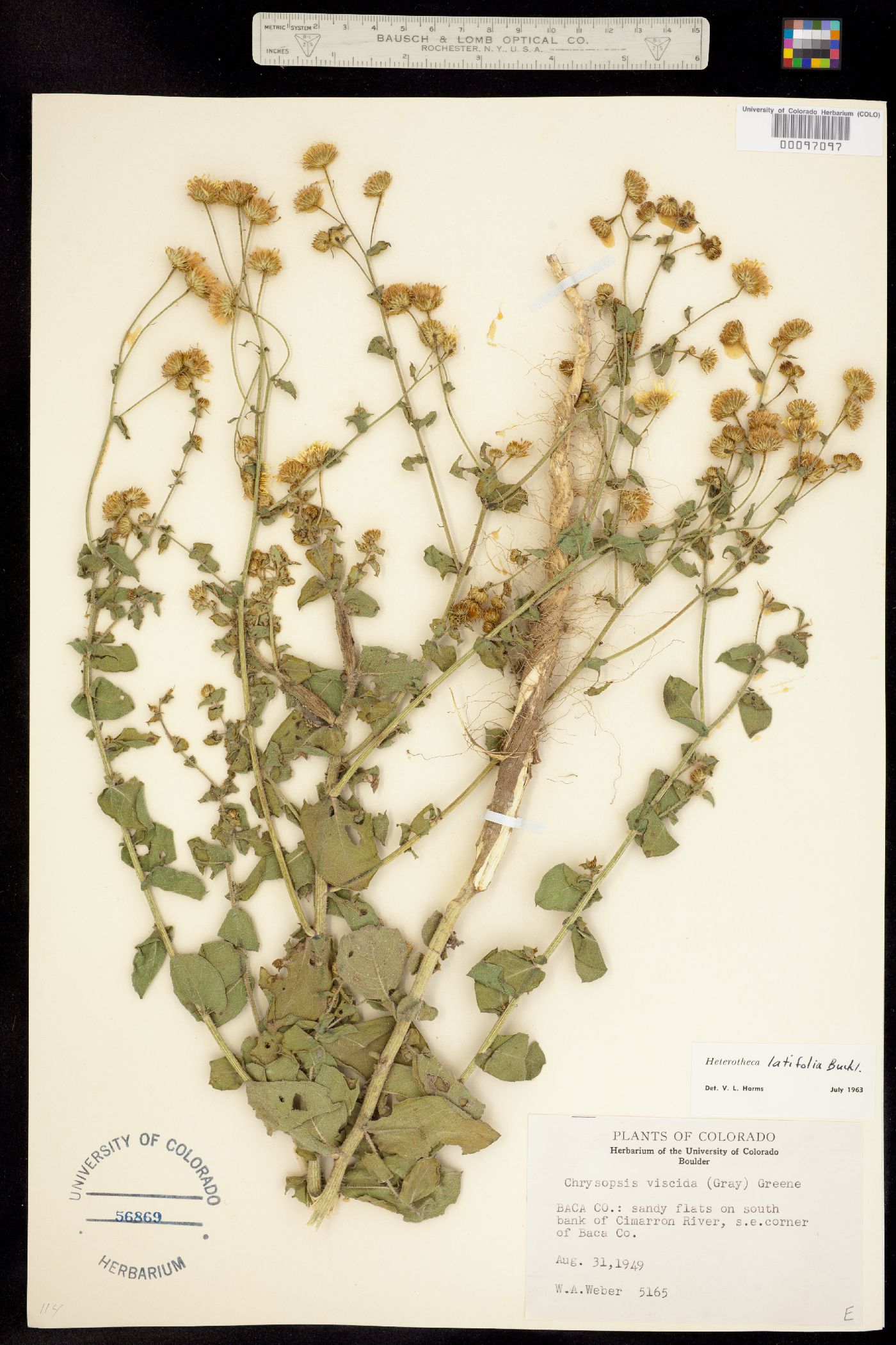 Heterotheca latifolia image