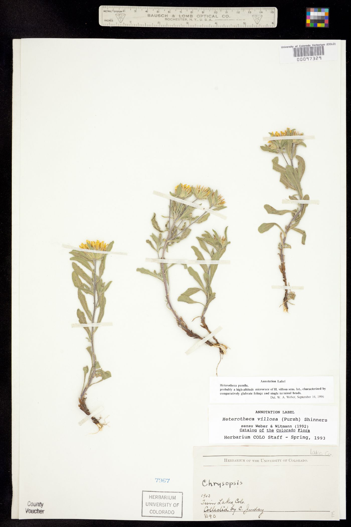 Heterotheca pumila image
