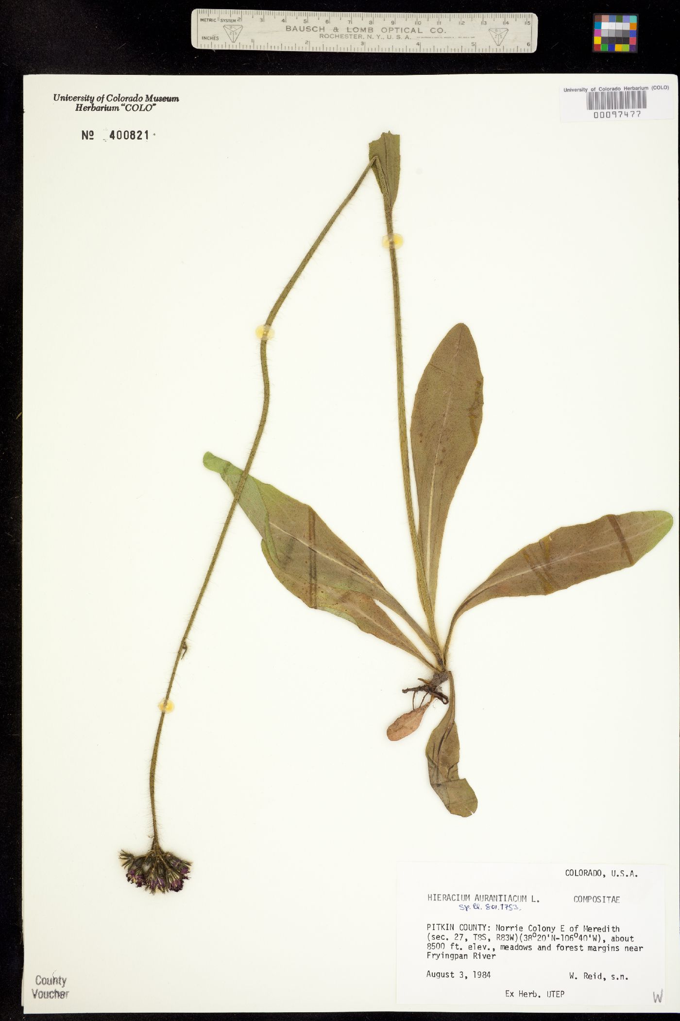 Hieracium aurantiacum image