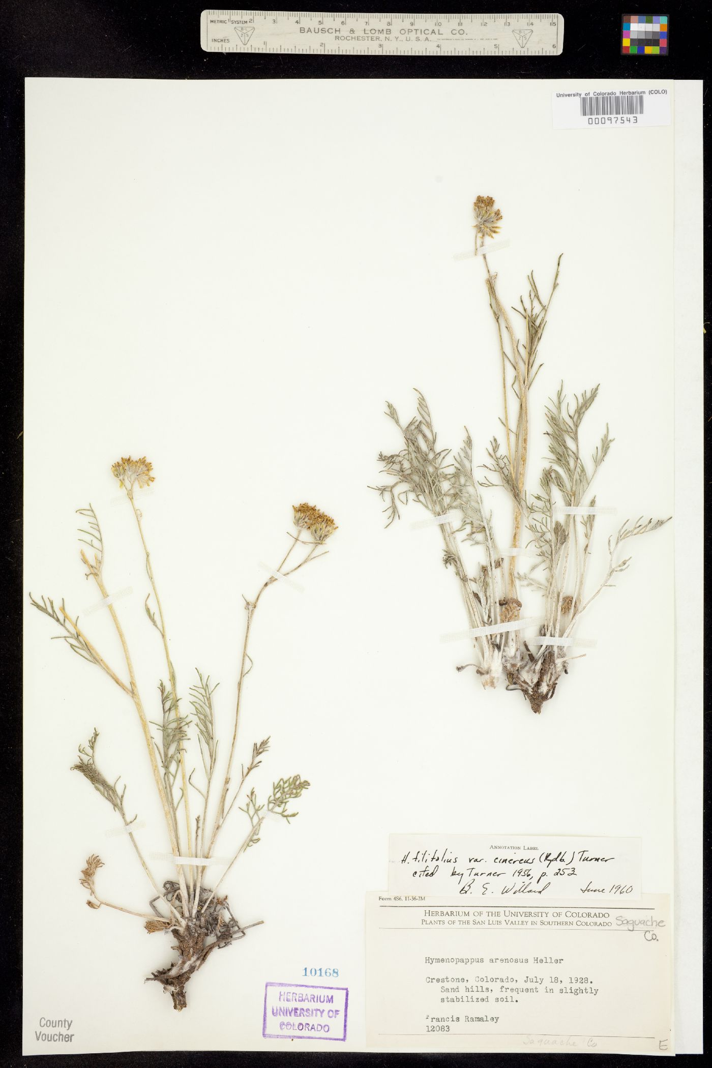 Hymenopappus filifolius var. cinereus image