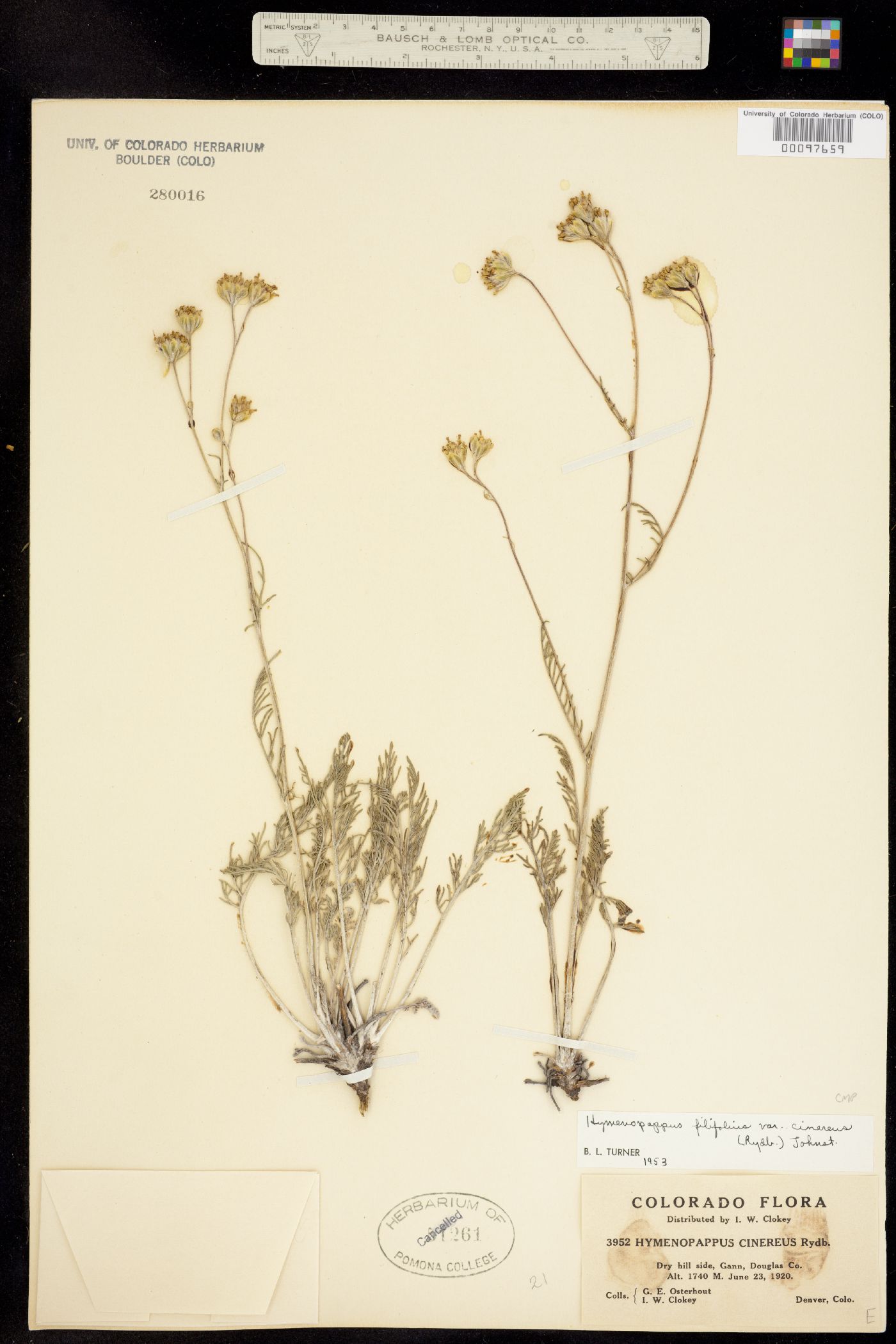 Hymenopappus filifolius var. cinereus image