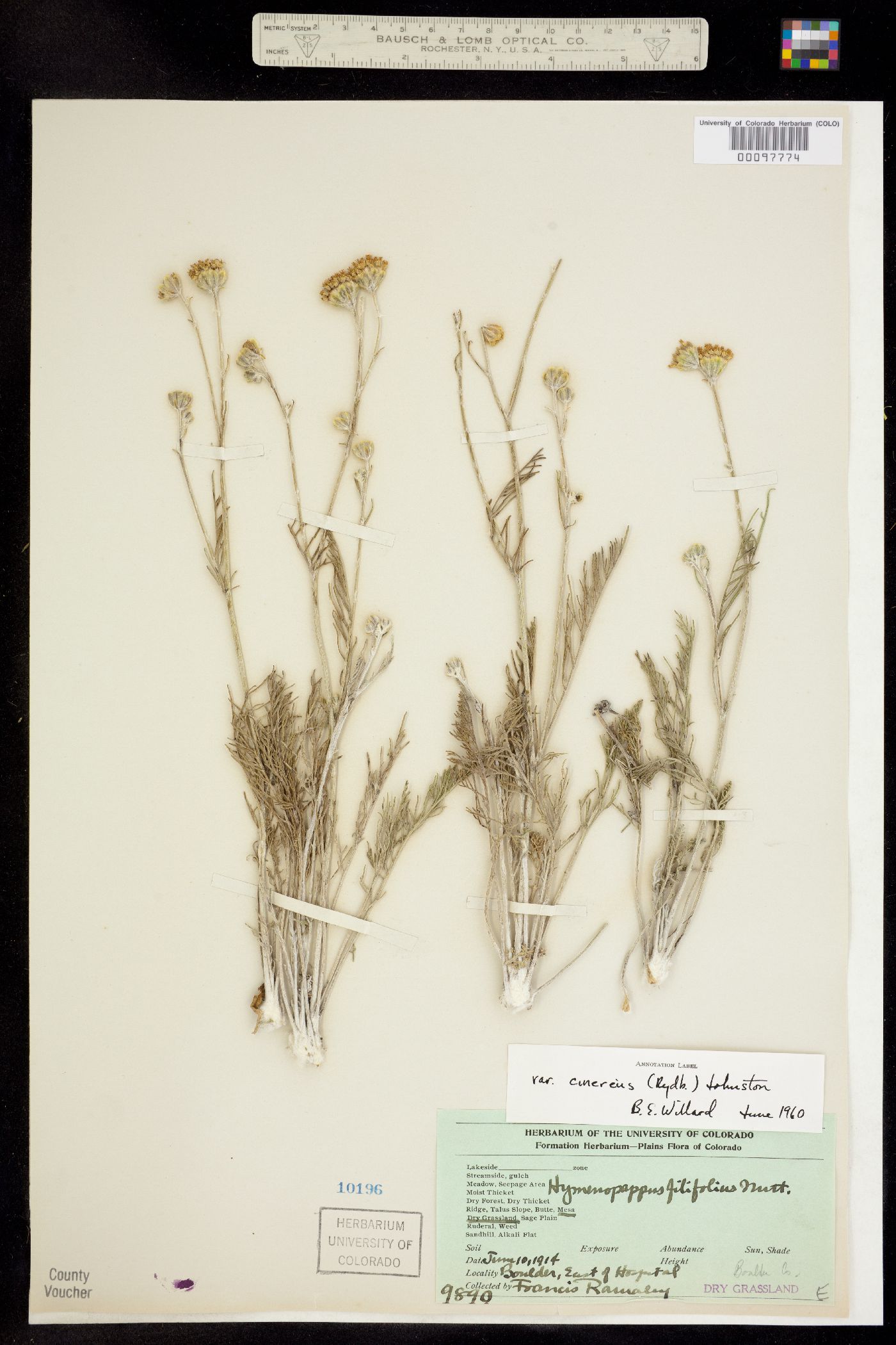 Hymenopappus filifolius var. cinereus image