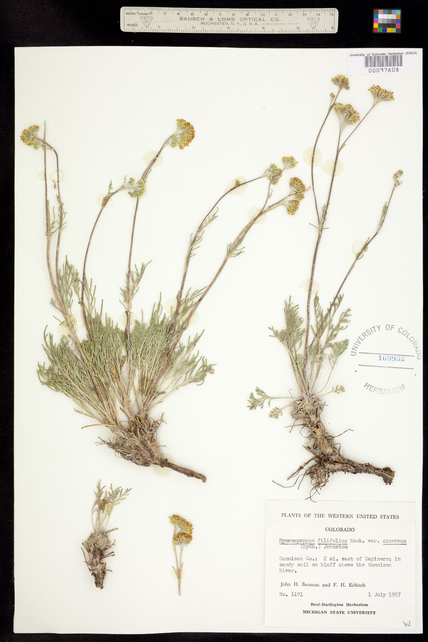 Hymenopappus filifolius var. cinereus image