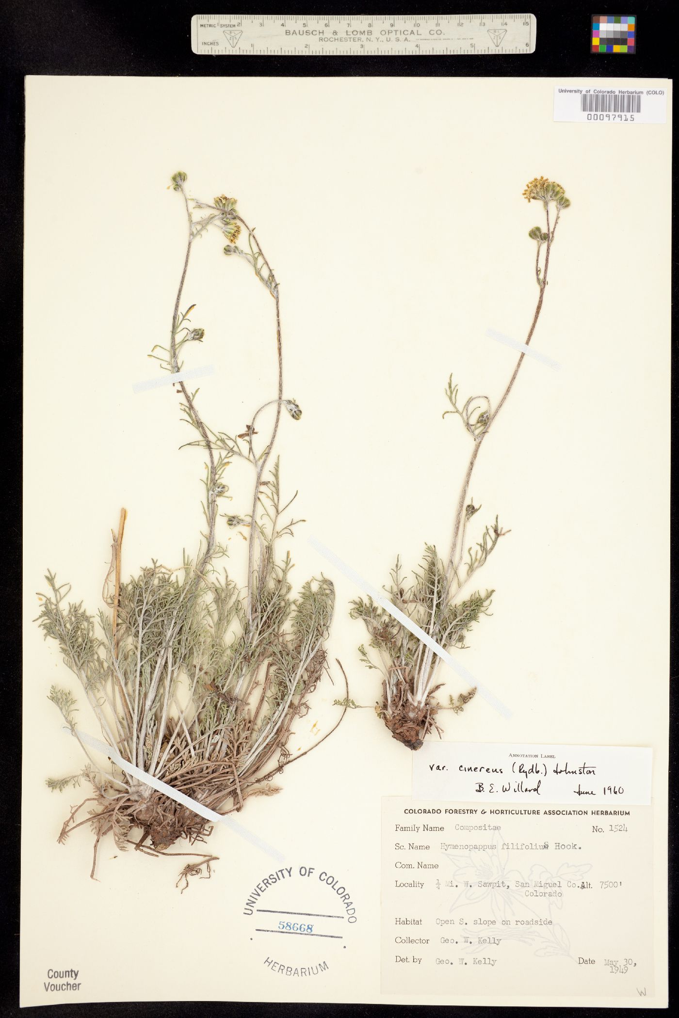 Hymenopappus filifolius image