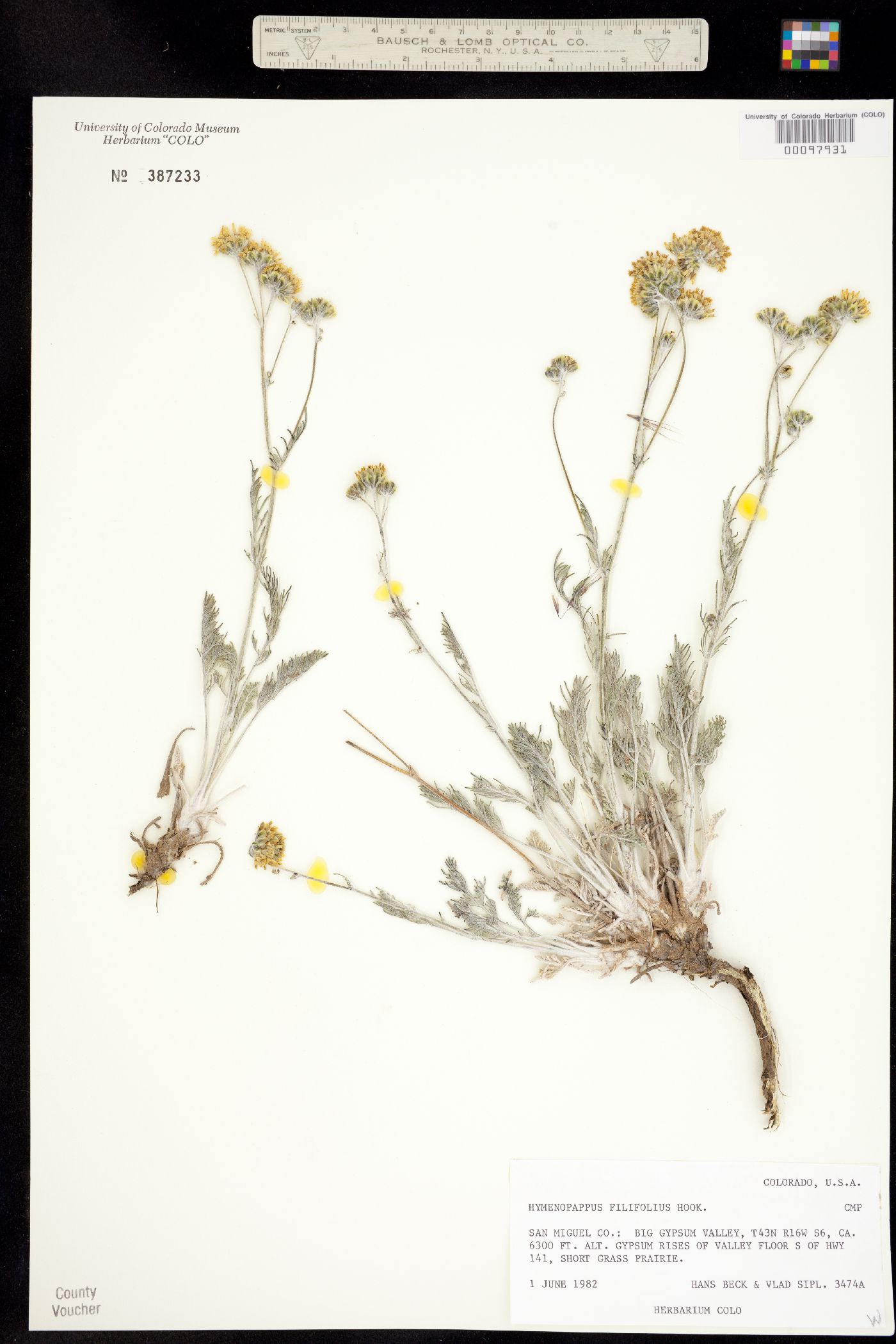 Hymenopappus filifolius var. megacephalus image