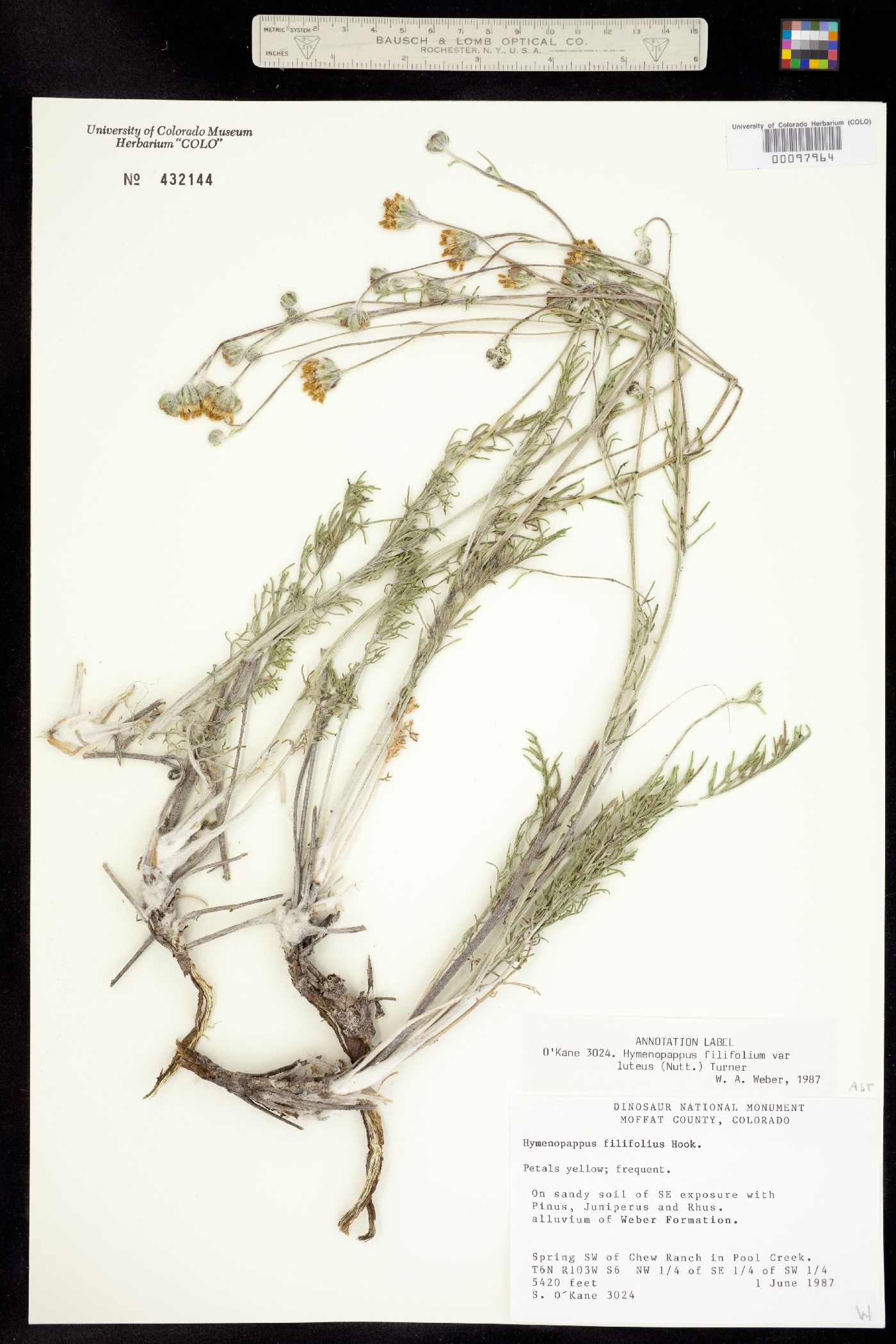 Hymenopappus filifolius var. luteus image