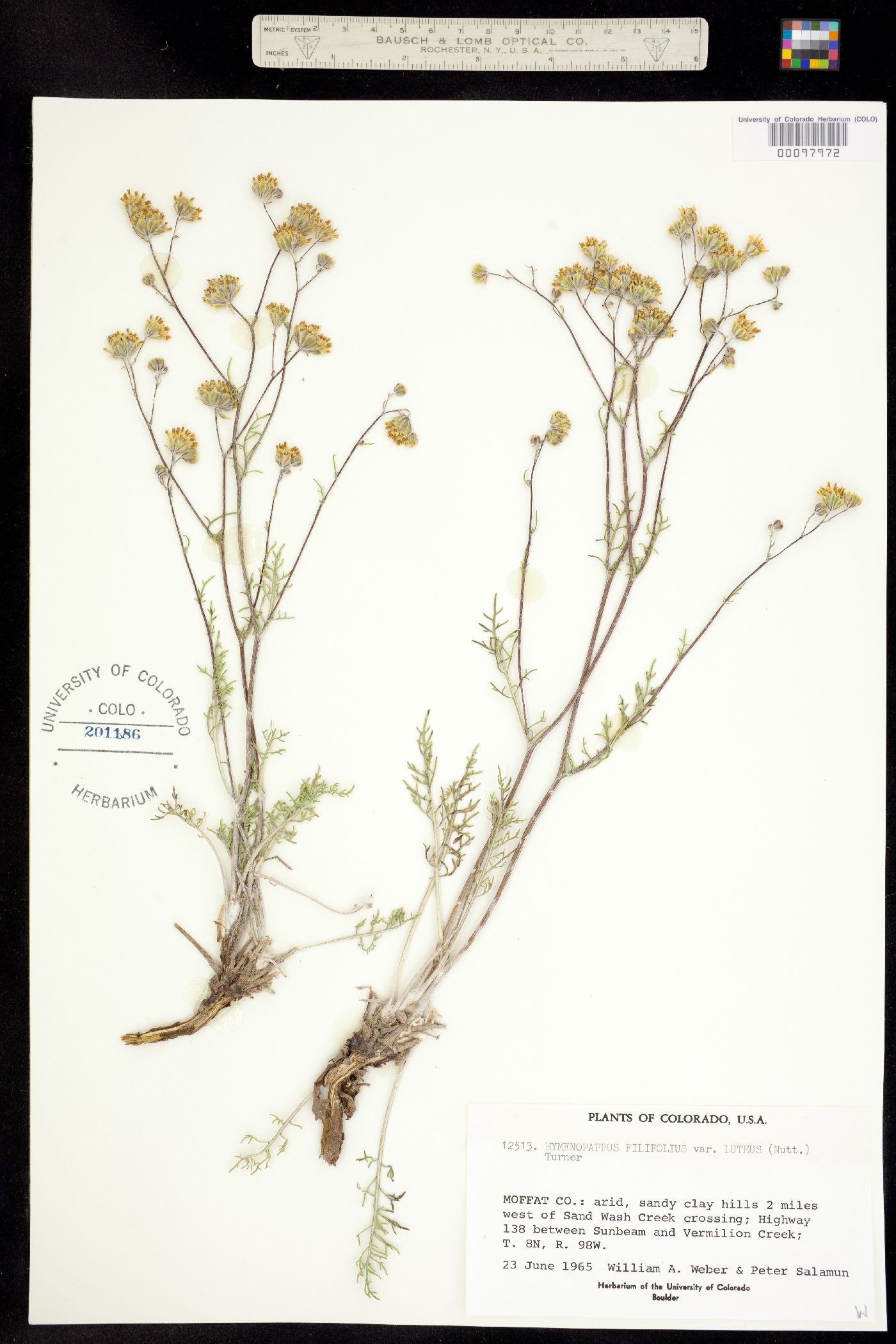 Hymenopappus filifolius var. luteus image