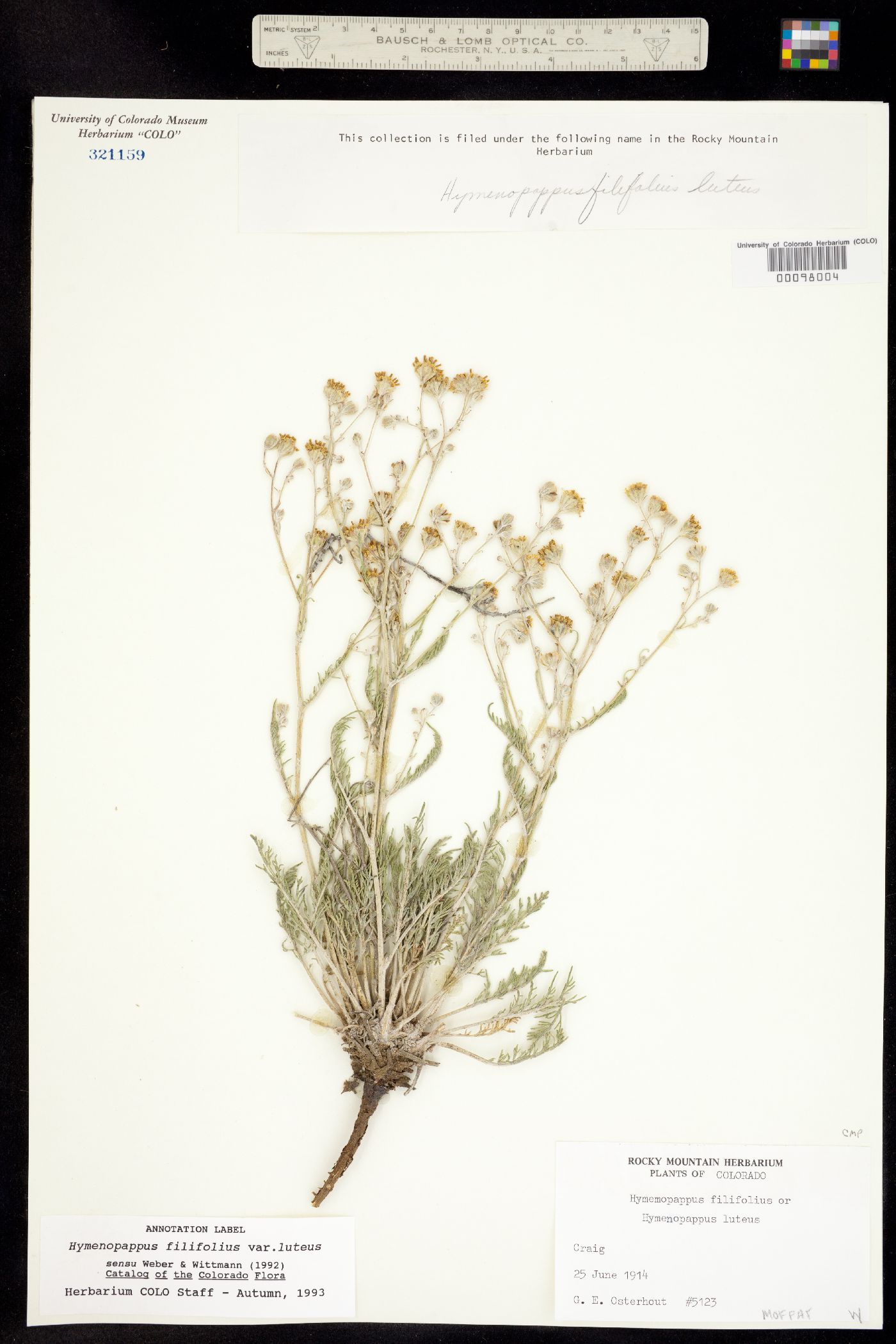 Hymenopappus filifolius var. luteus image