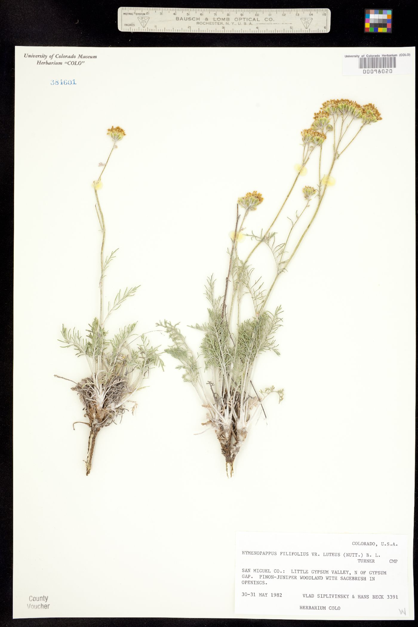 Hymenopappus filifolius var. luteus image