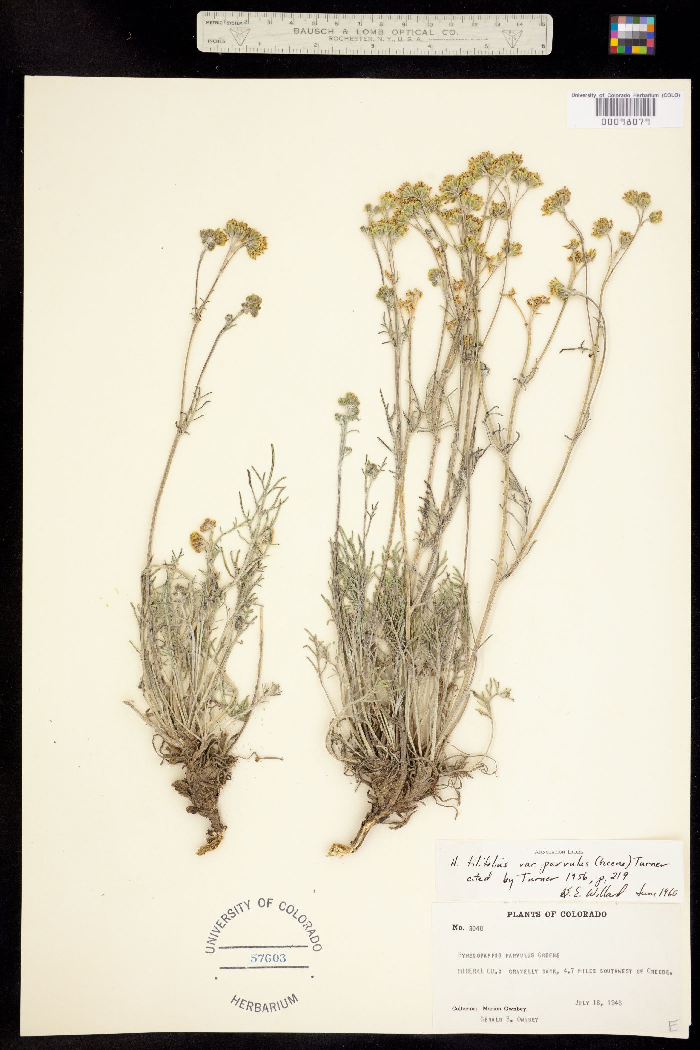 Hymenopappus filifolius var. parvulus image
