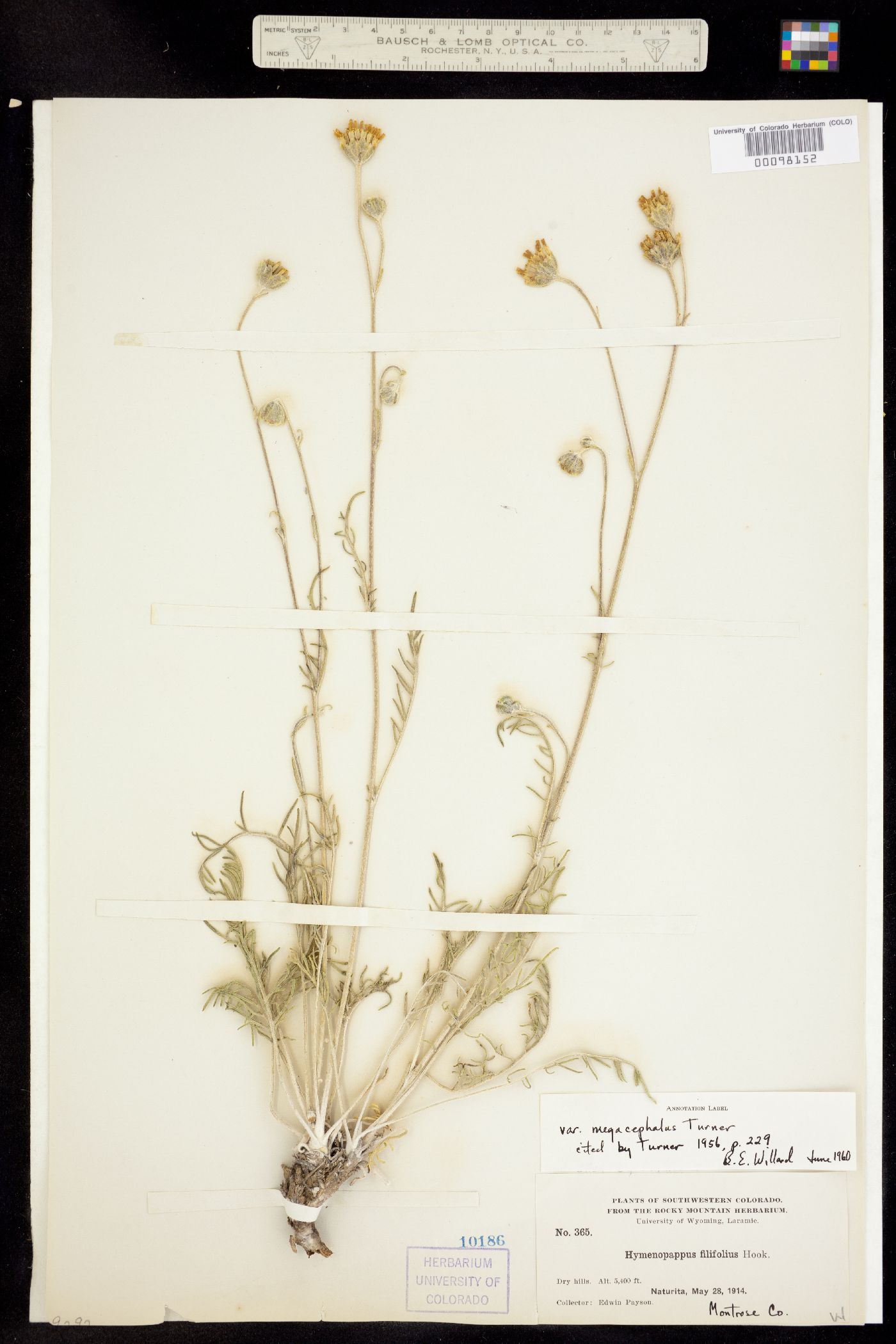 Hymenopappus filifolius var. megacephalus image