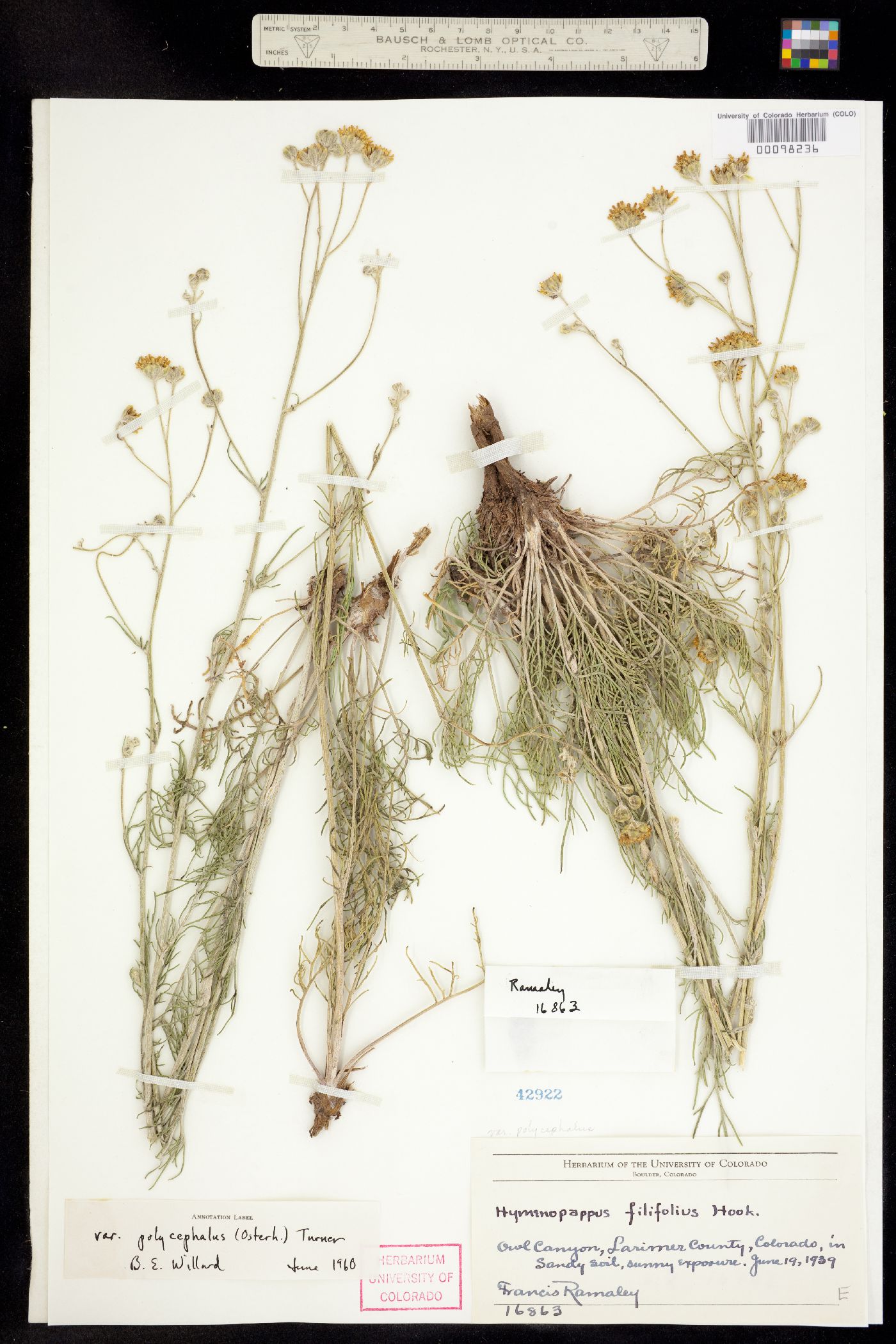 Hymenopappus filifolius var. polycephalus image