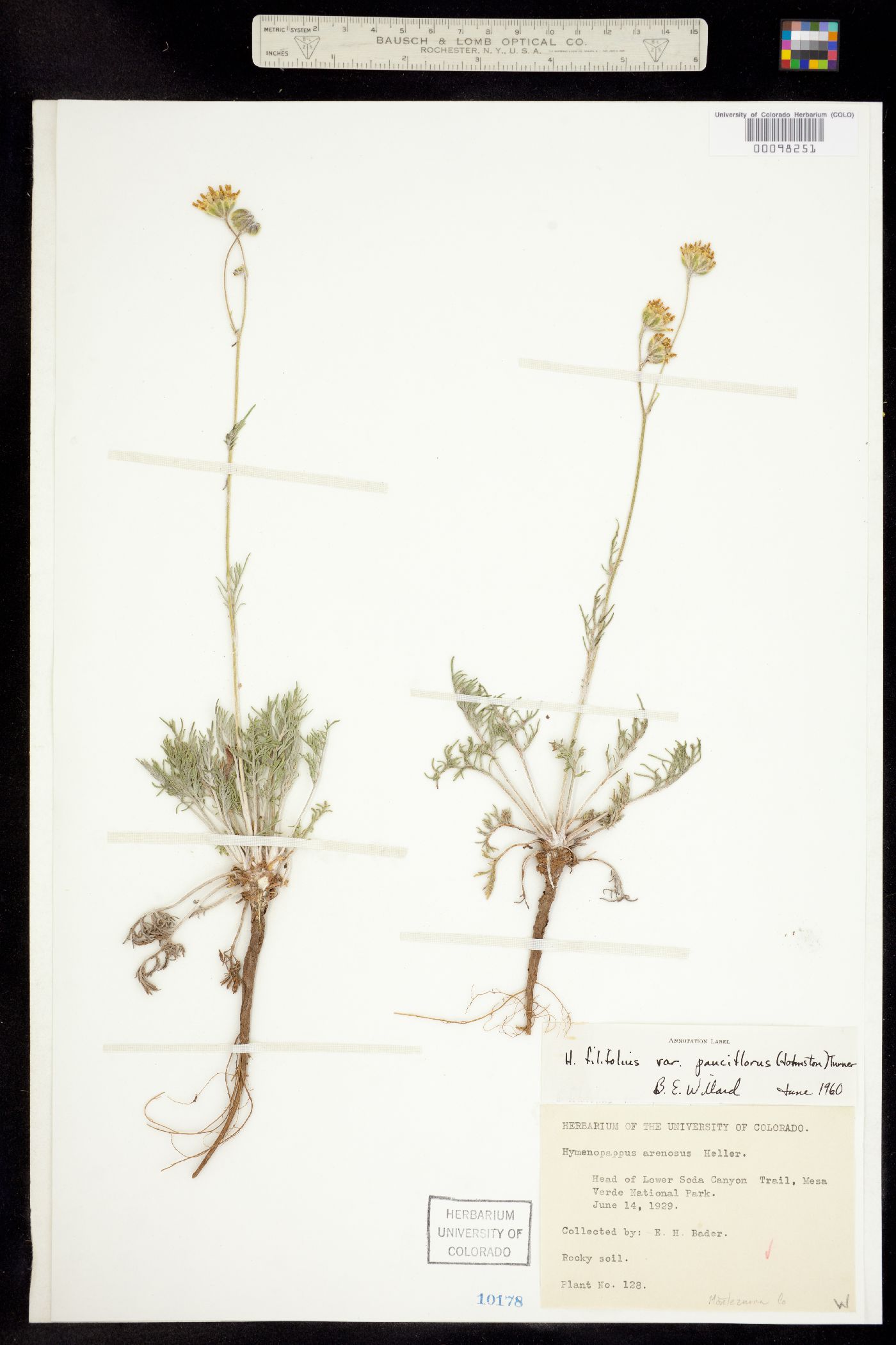 Hymenopappus filifolius var. pauciflorus image