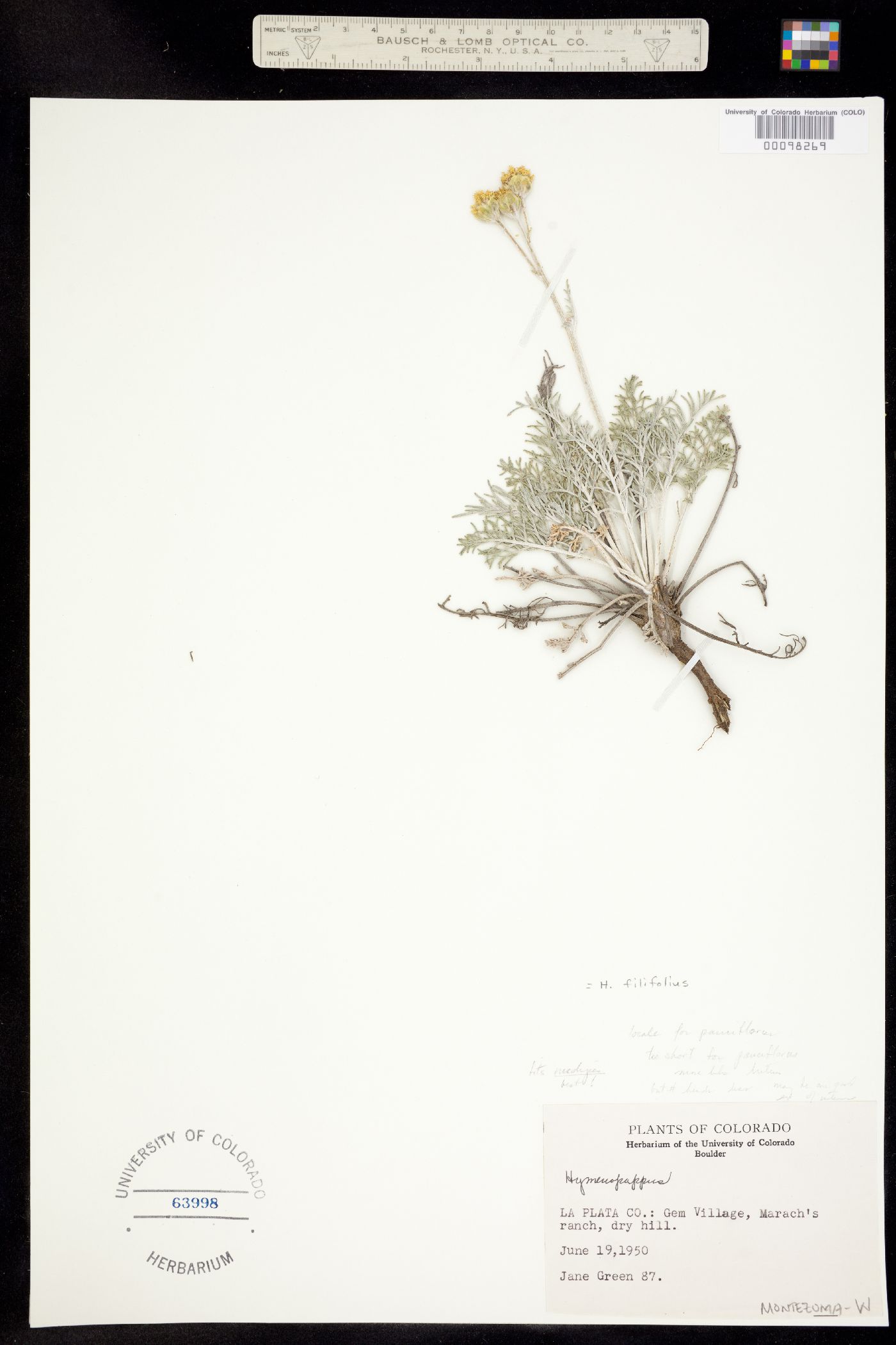 Hymenopappus filifolius var. pauciflorus image