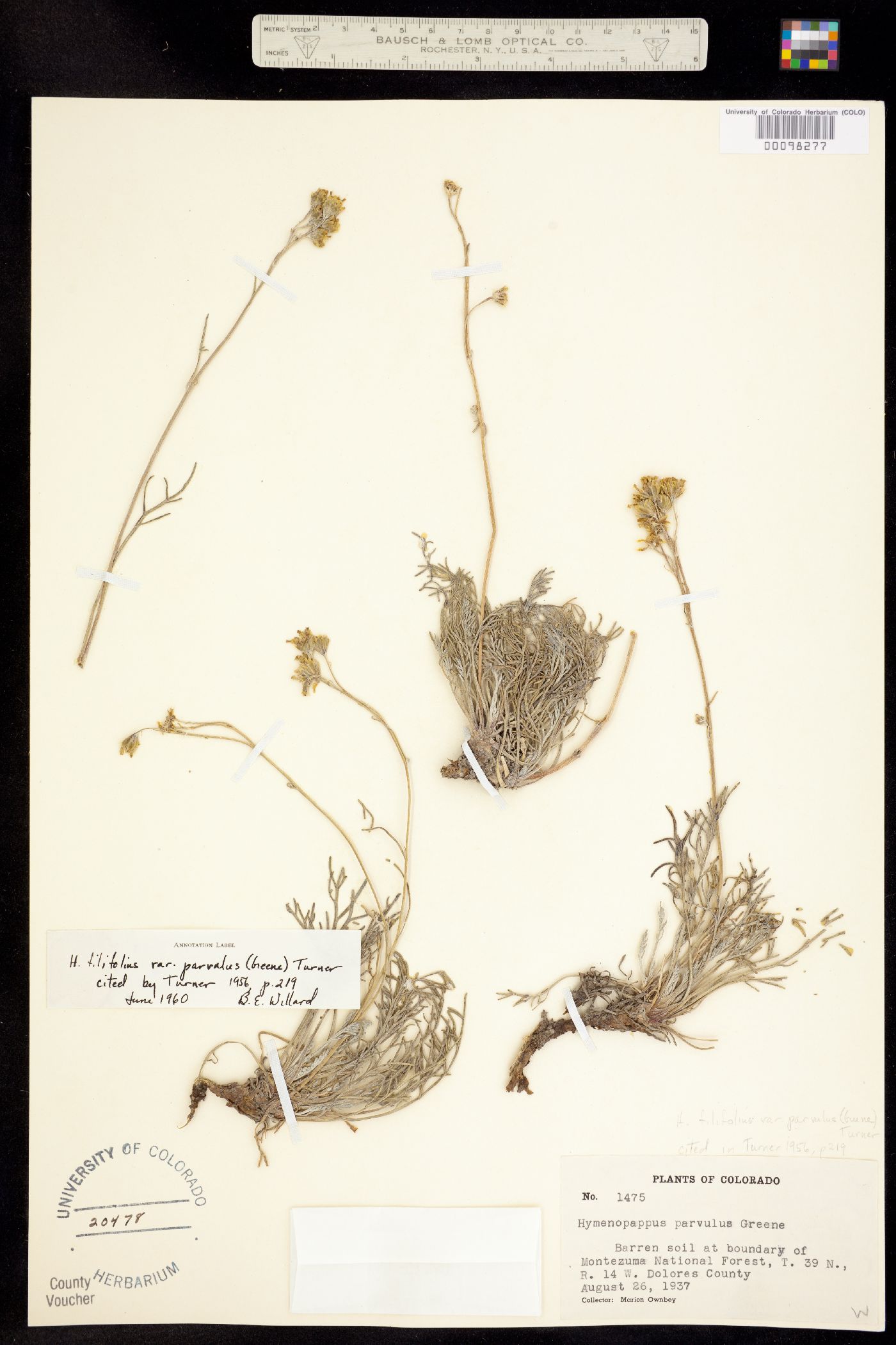 Hymenopappus filifolius var. parvulus image