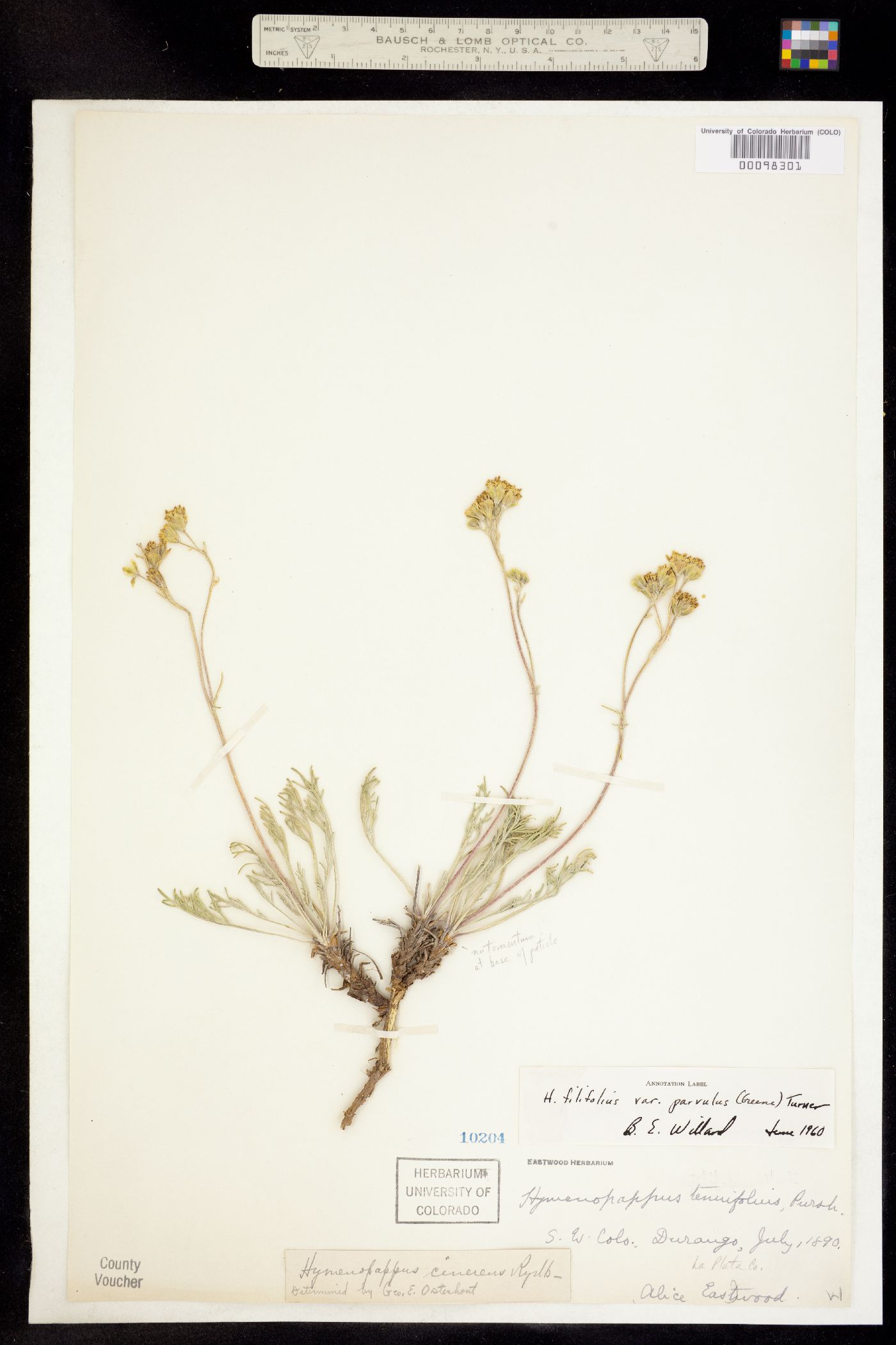 Hymenopappus filifolius image