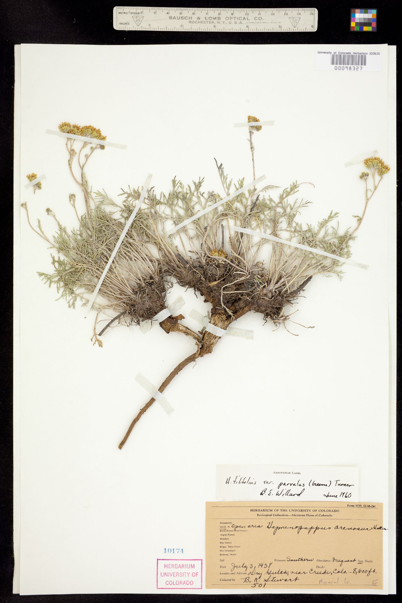 Hymenopappus filifolius var. parvulus image