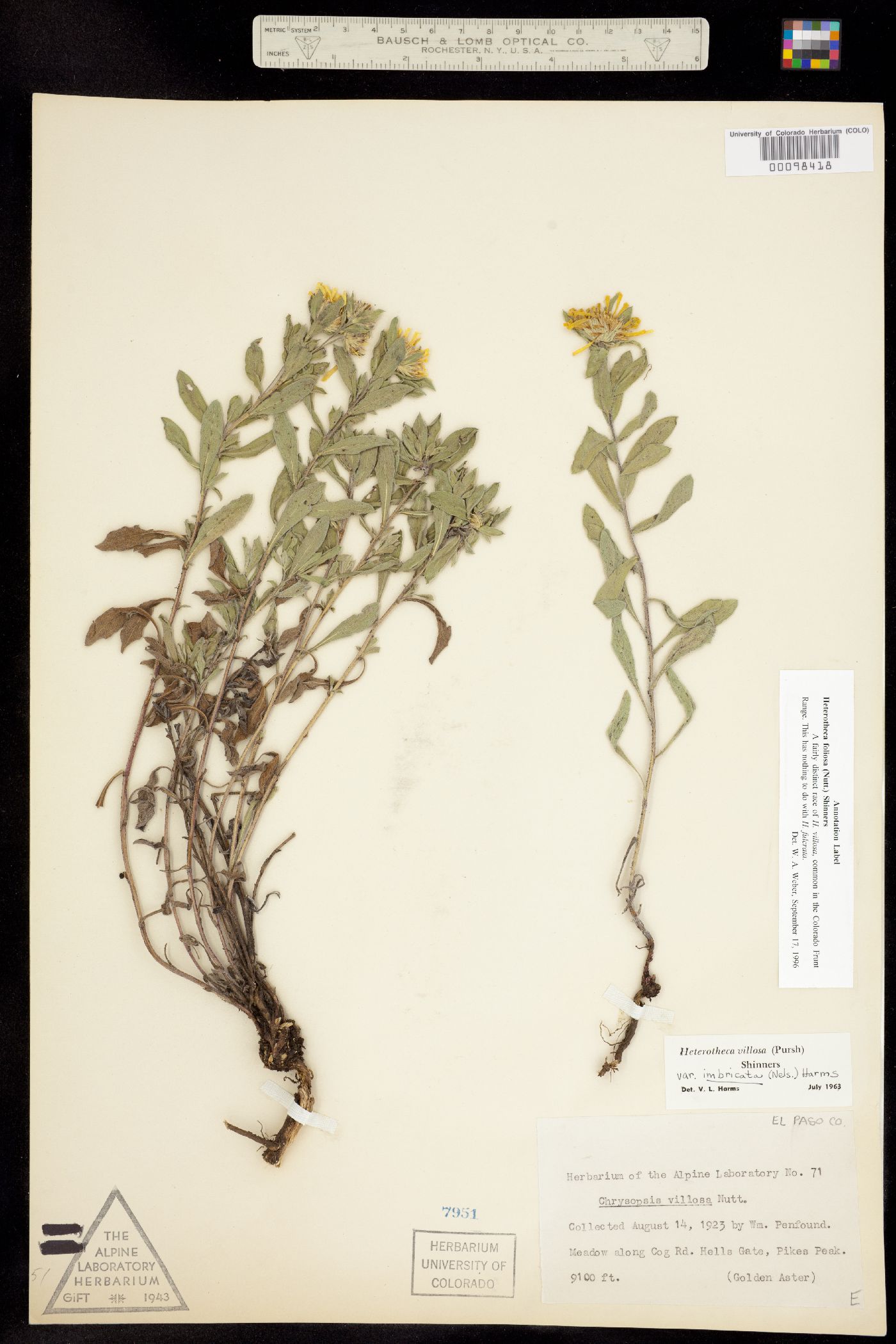 Heterotheca villosa var. foliosa image