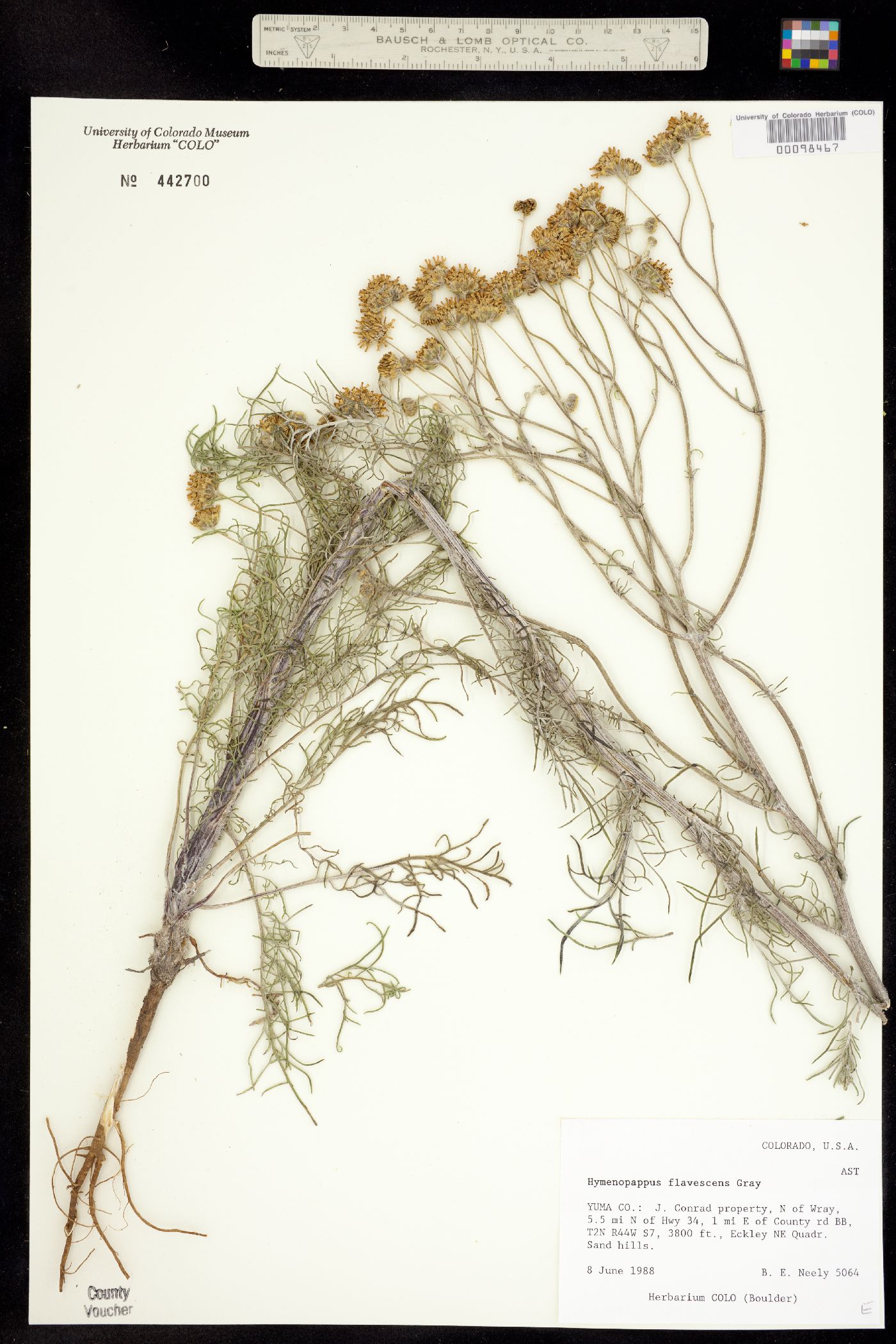 Hymenopappus flavescens image