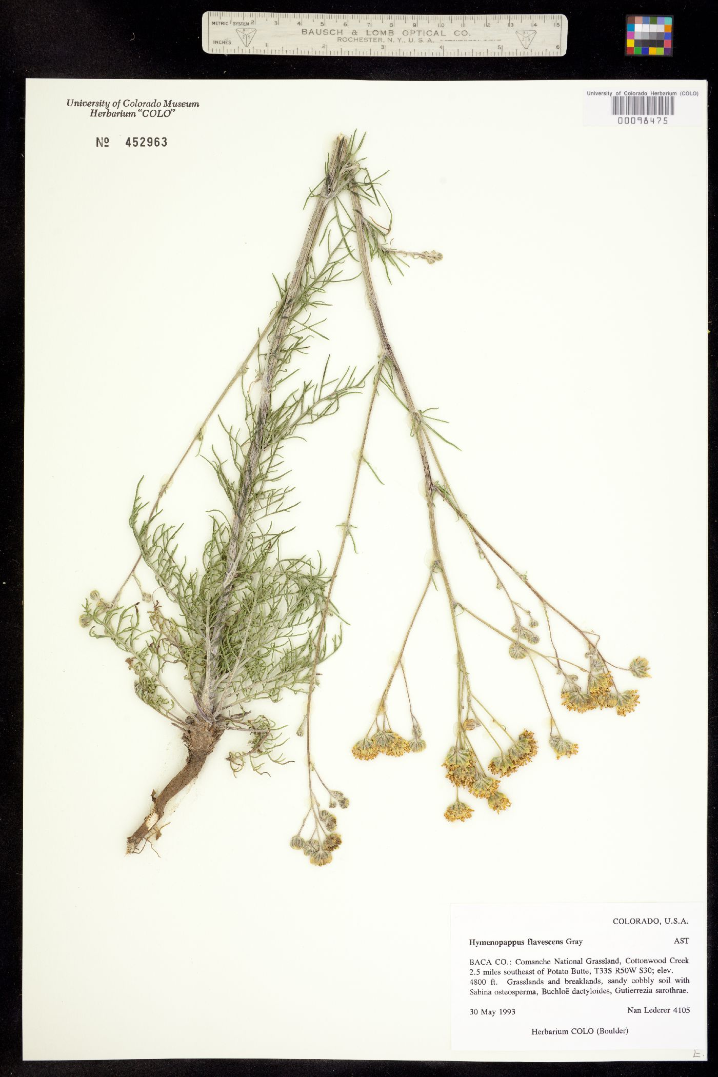 Hymenopappus flavescens image