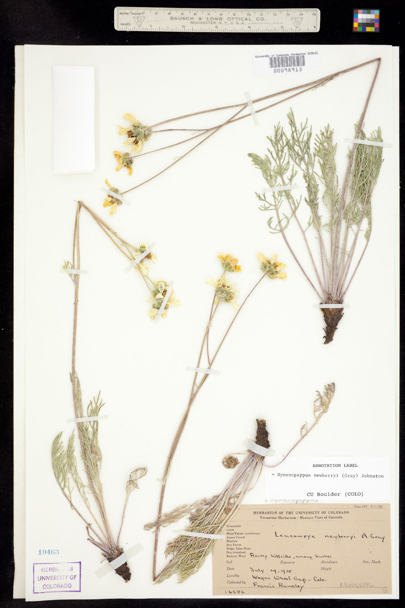 Hymenopappus newberryi image
