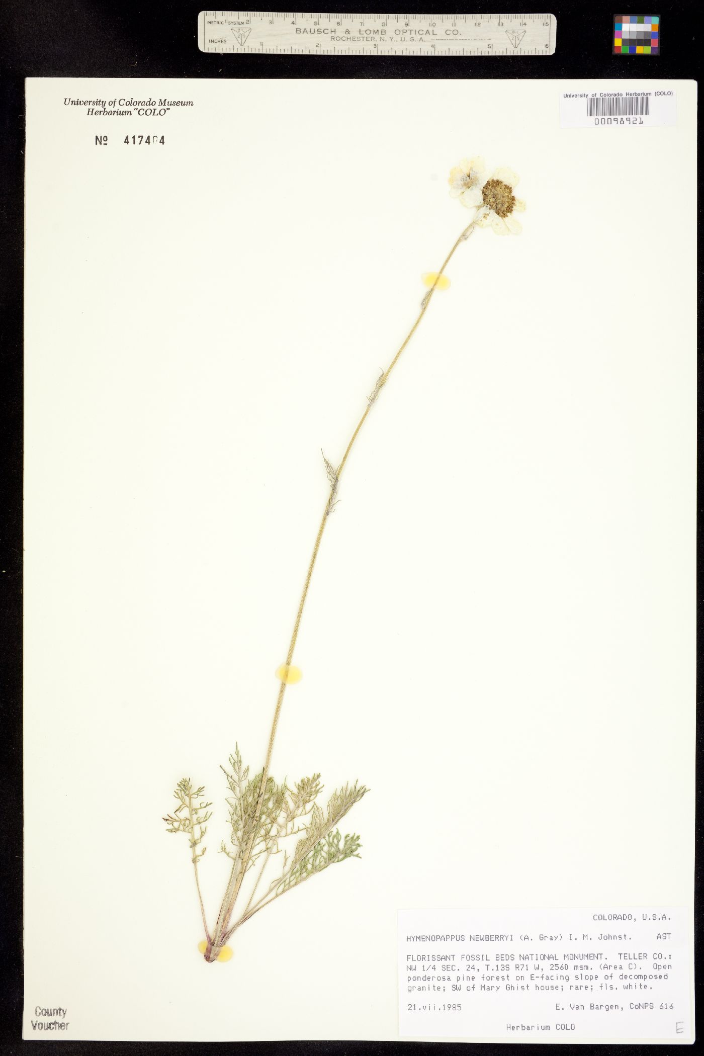Hymenopappus newberryi image