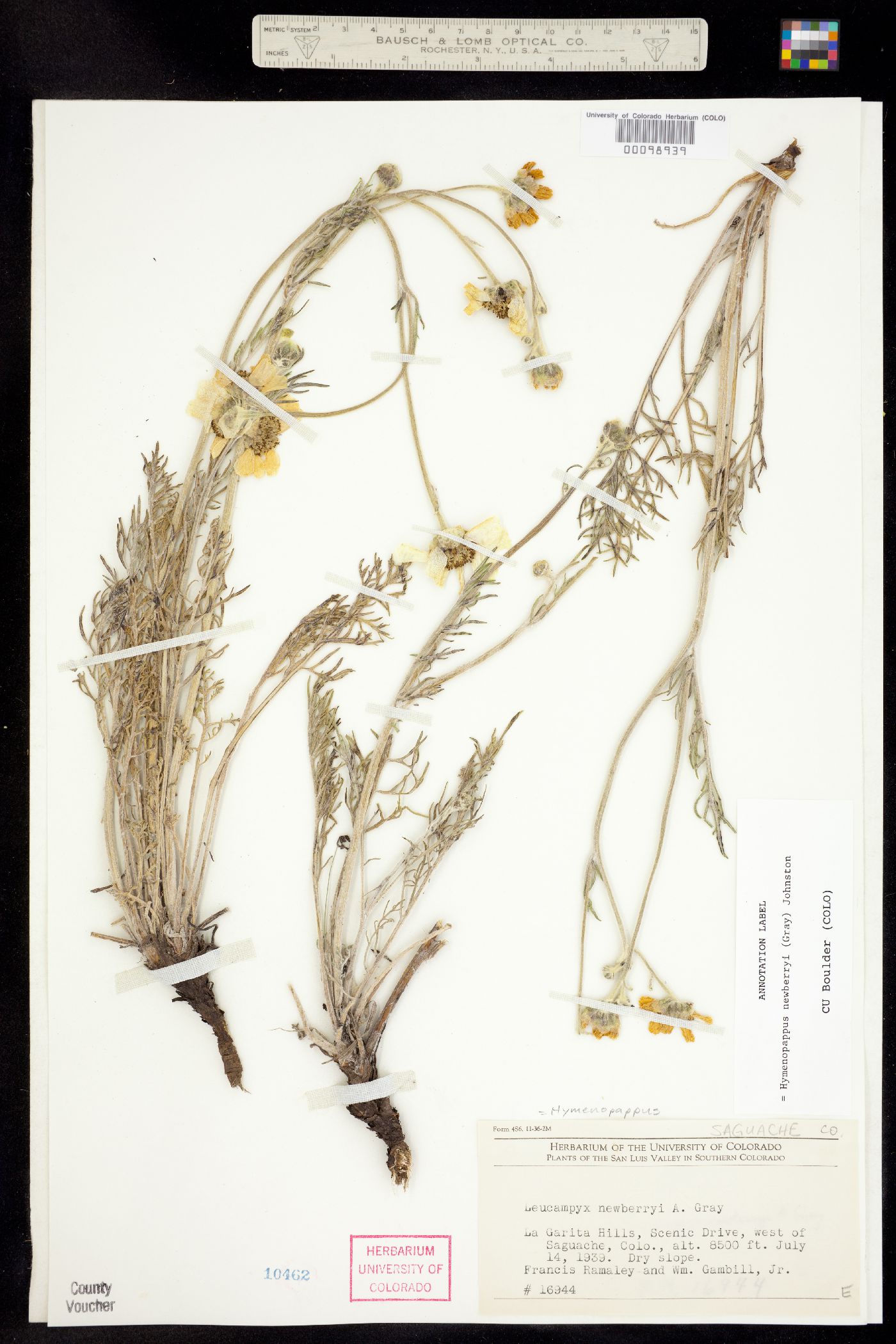 Hymenopappus newberryi image