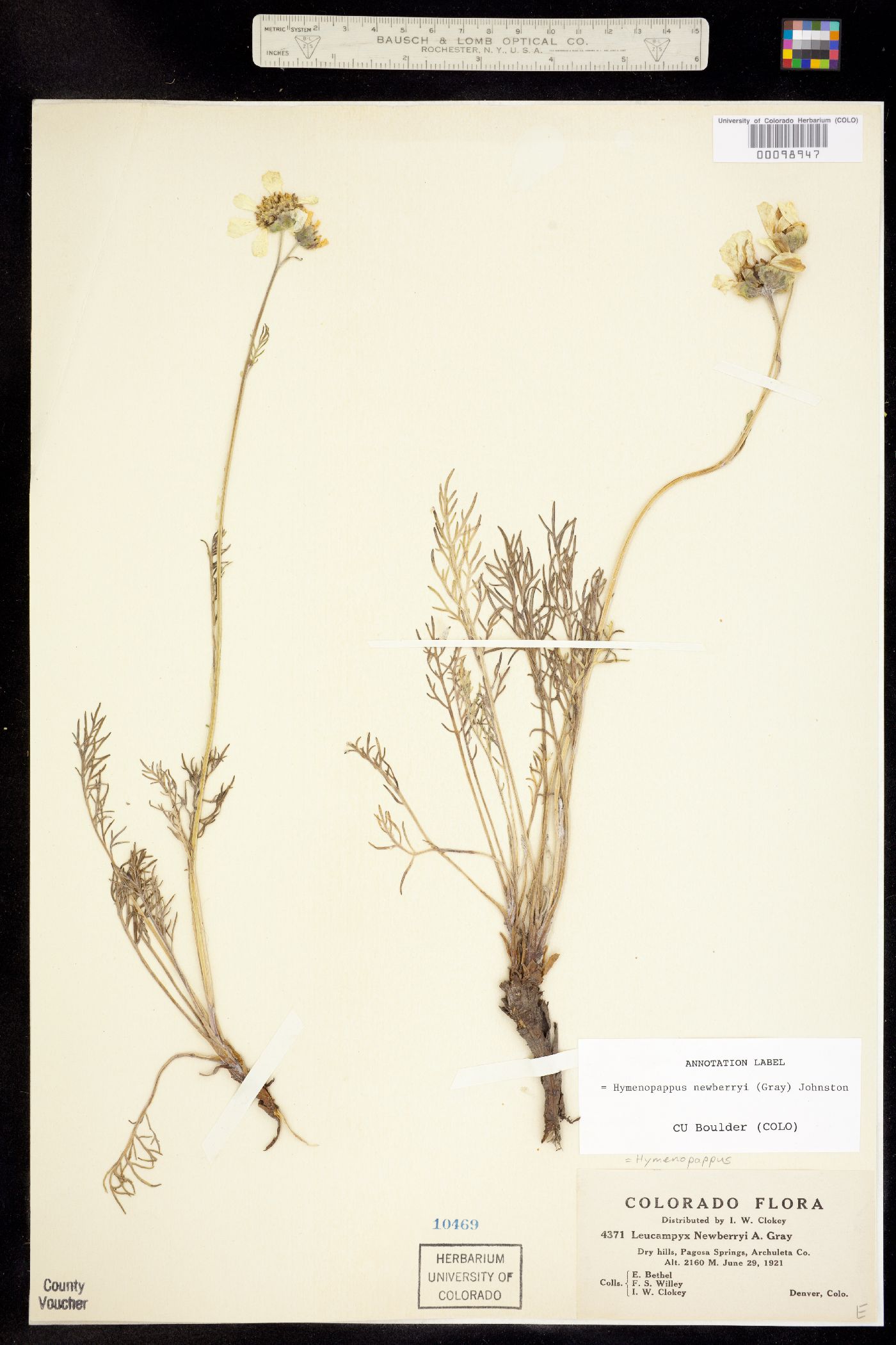 Hymenopappus newberryi image