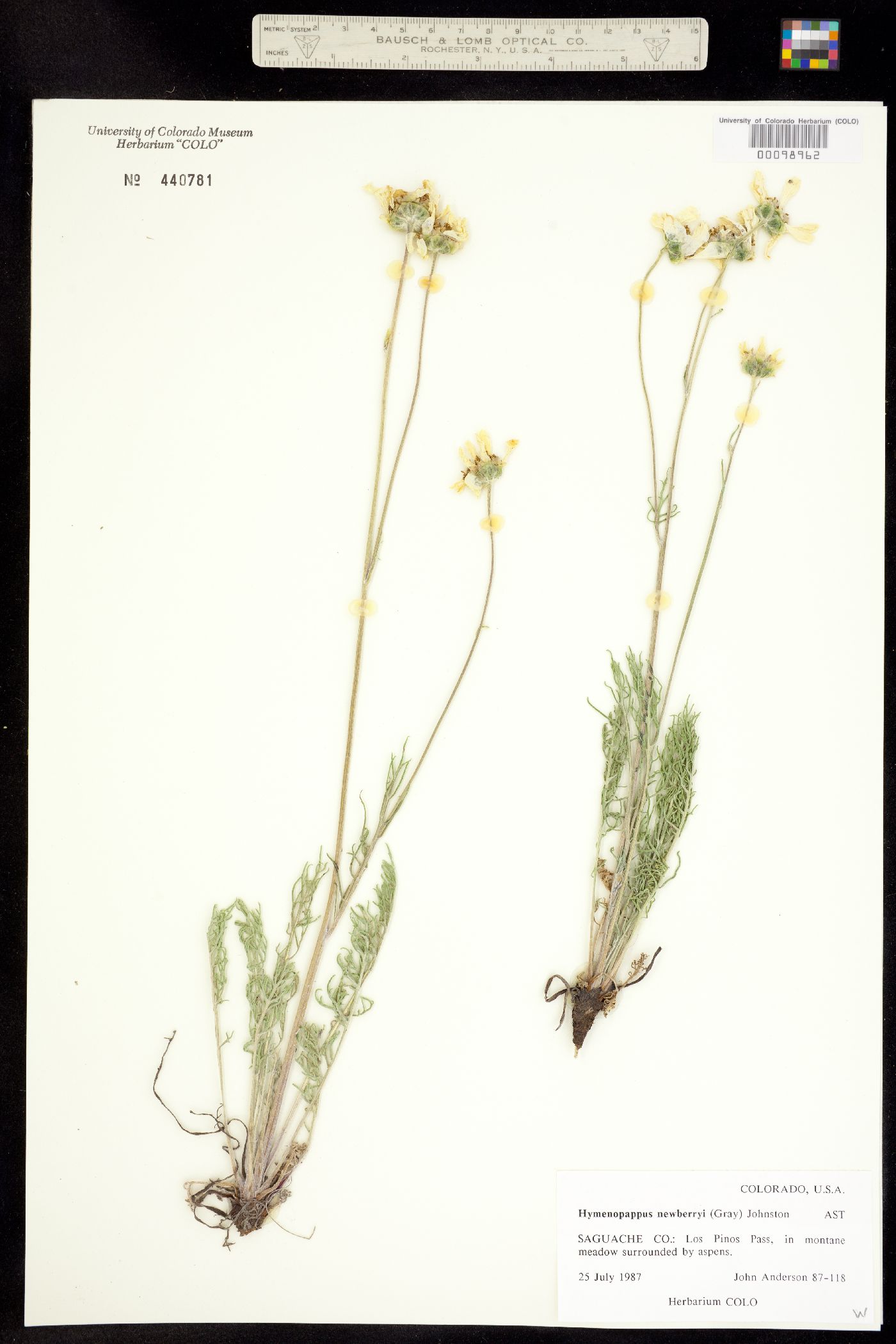 Hymenopappus newberryi image