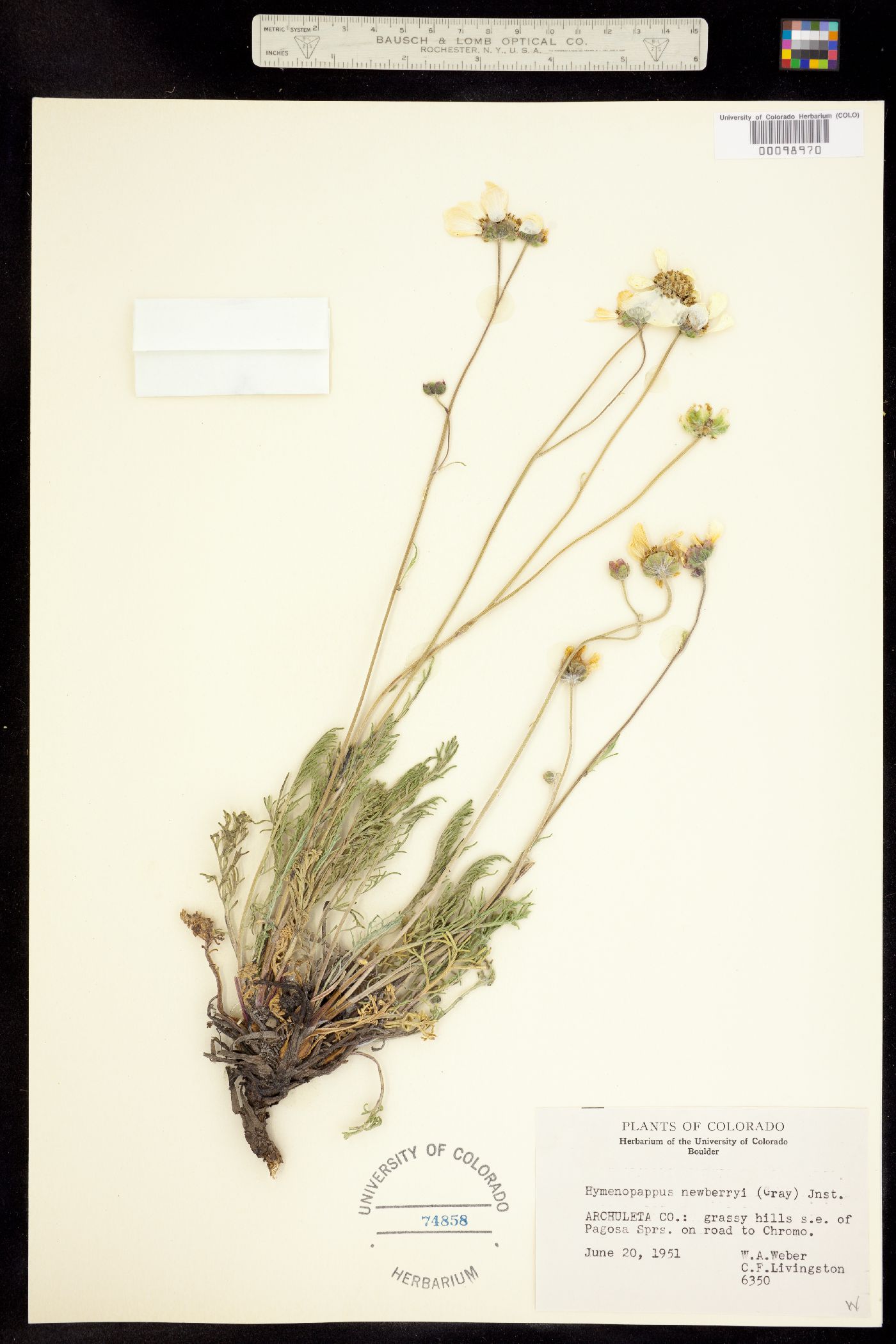Hymenopappus newberryi image