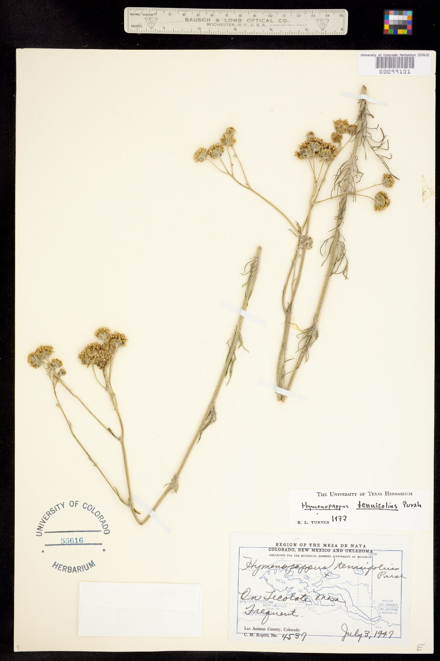 Hymenopappus tenuifolius image