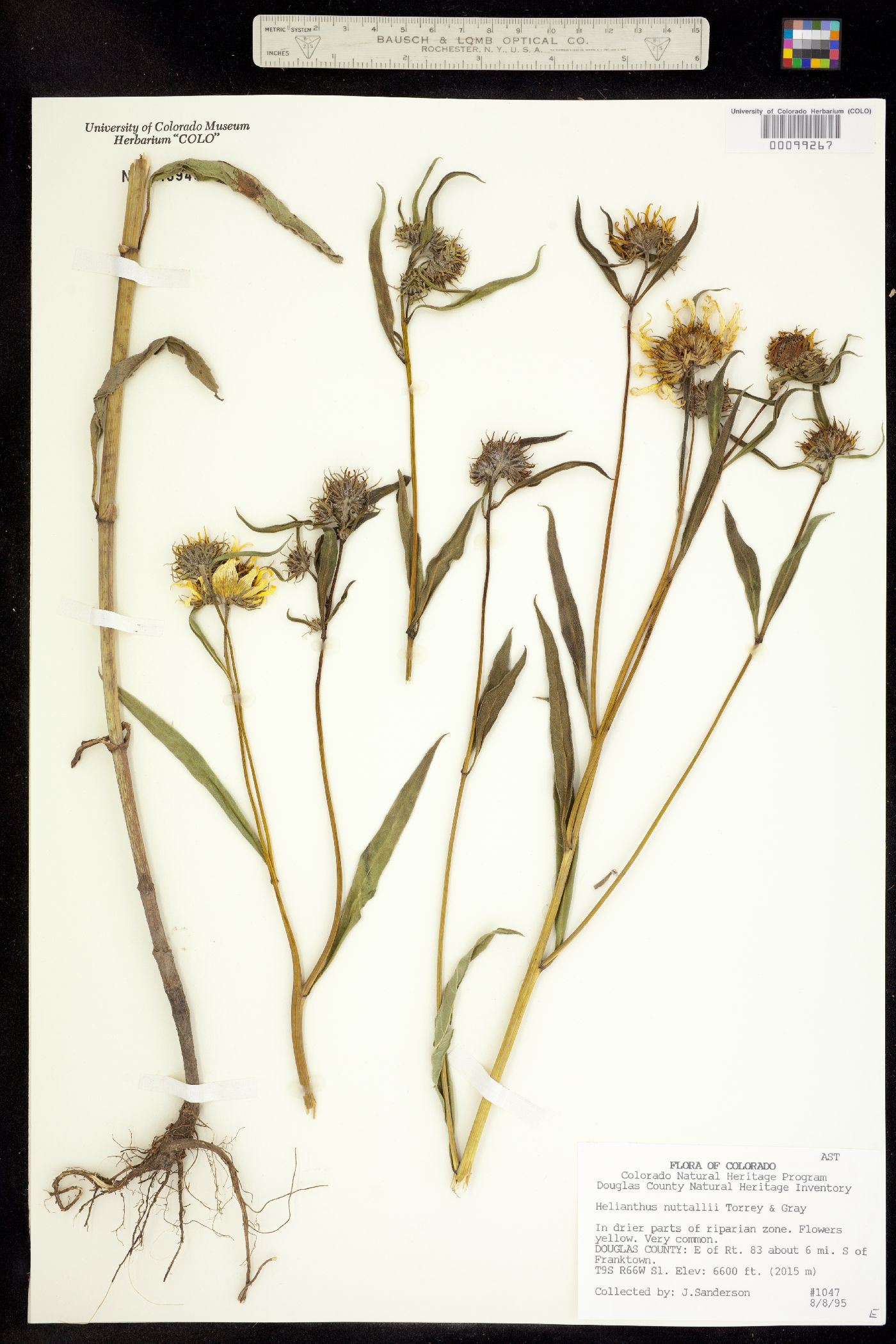 Helianthus nuttallii image