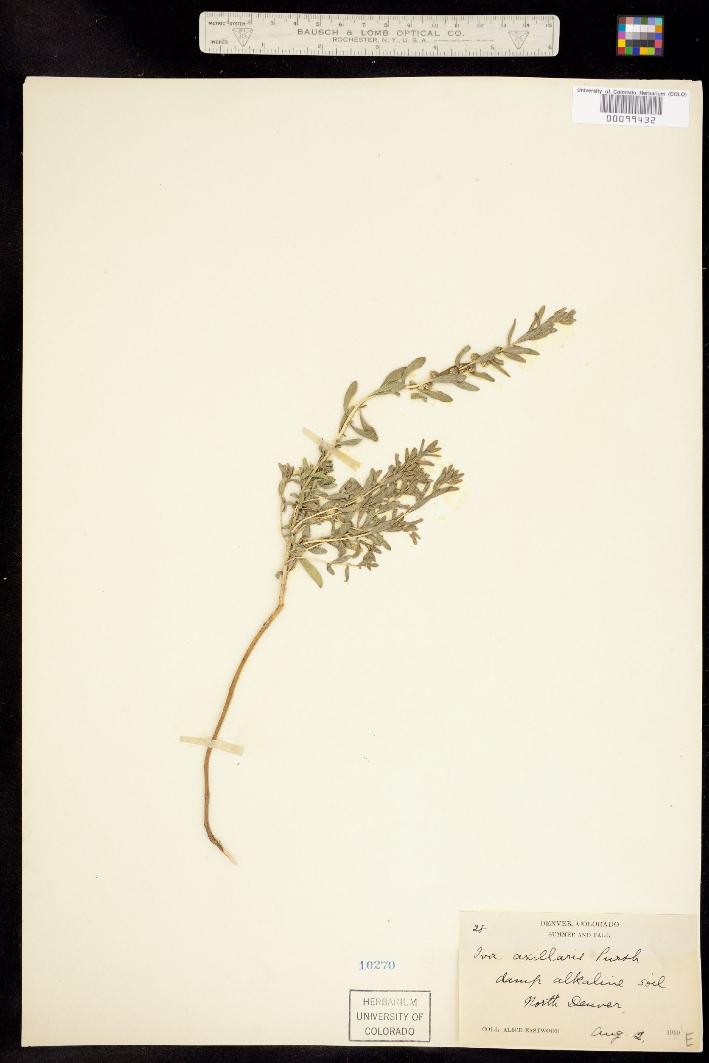 Iva axillaris image