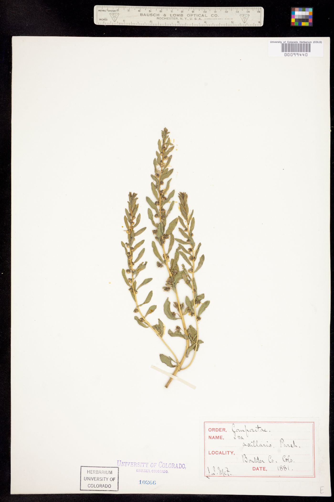 Iva axillaris image