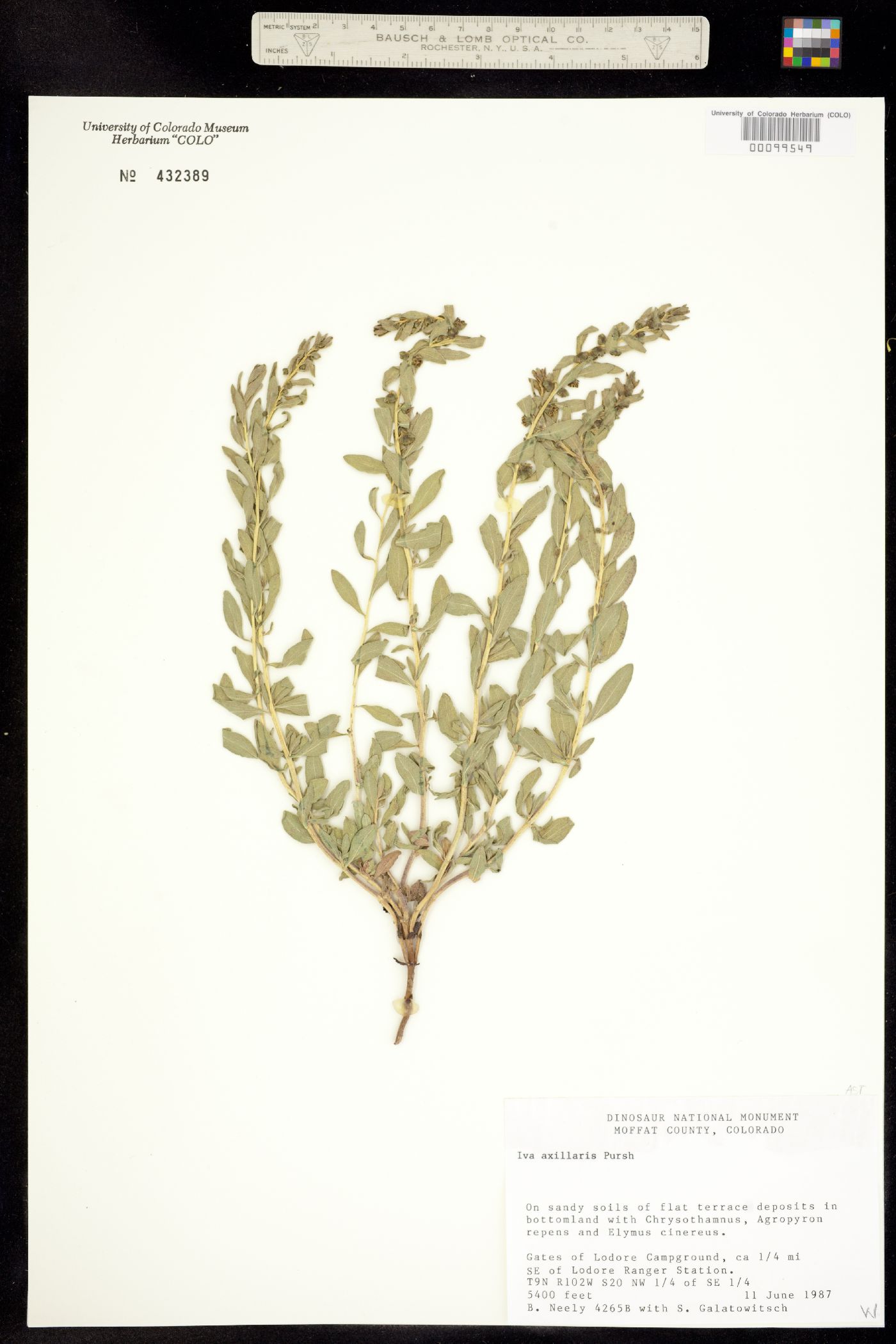Iva axillaris image