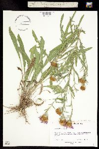 Image of Centaurea eriophora