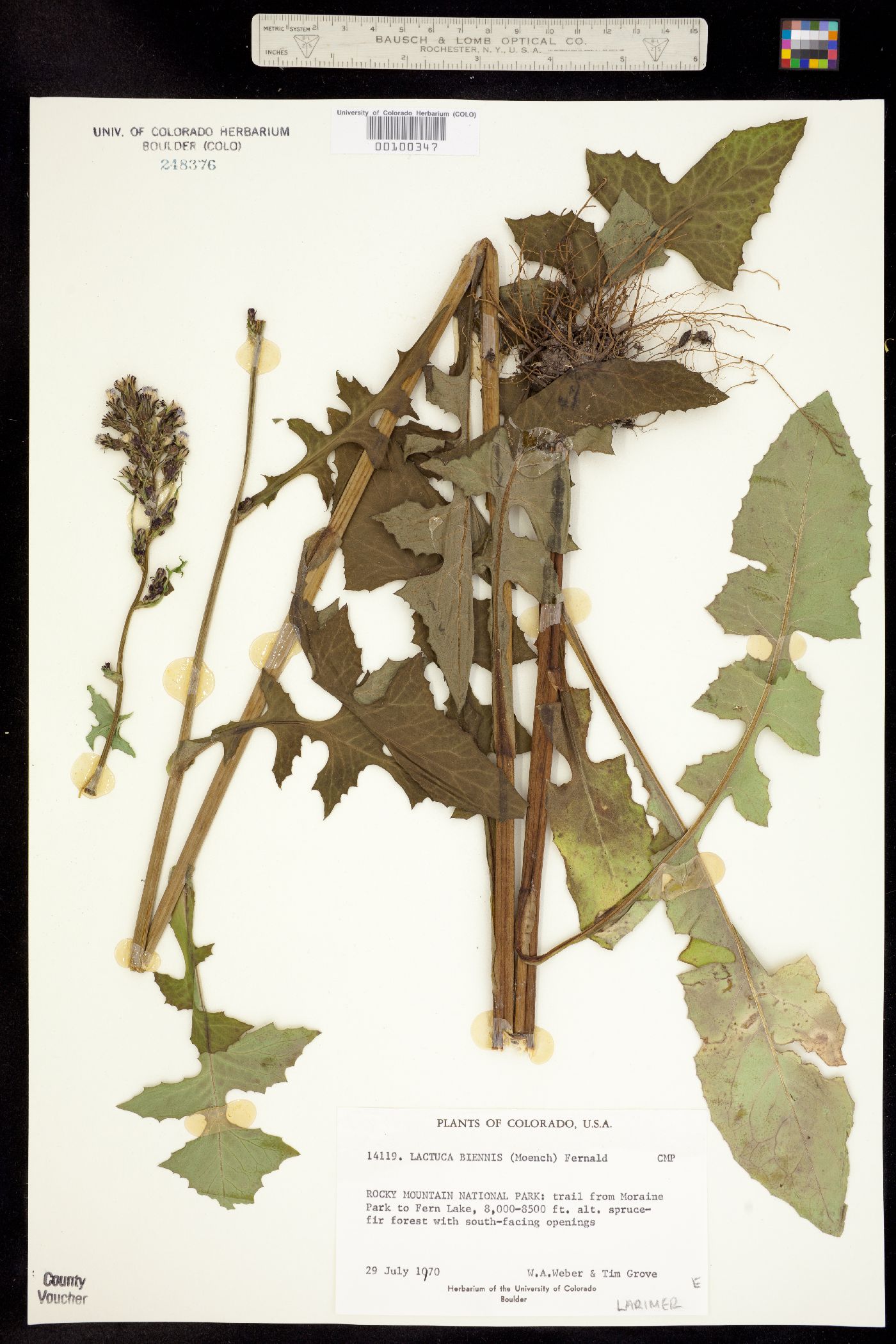 Lactuca biennis image
