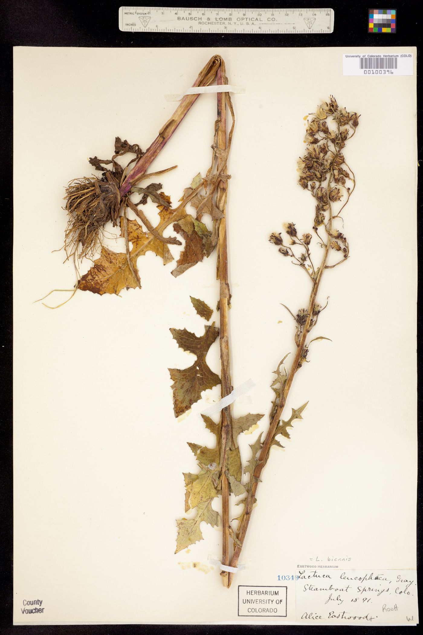 Lactuca biennis image