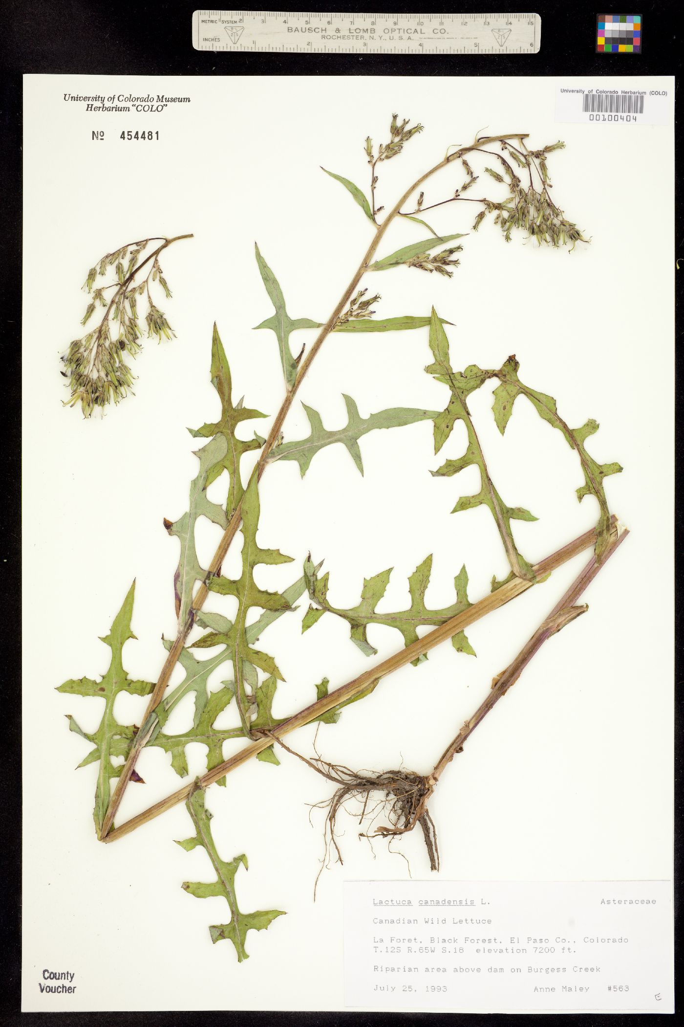 Lactuca canadensis image