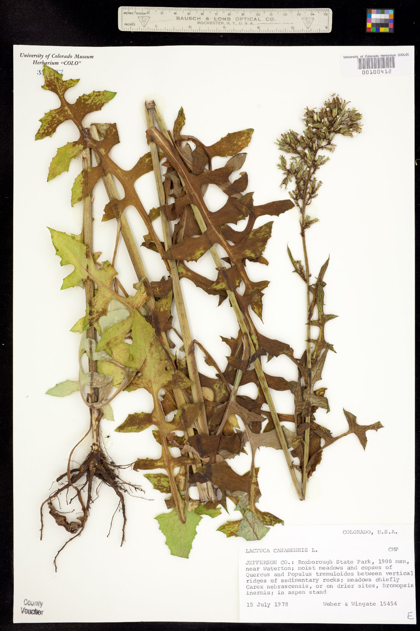 Lactuca canadensis image