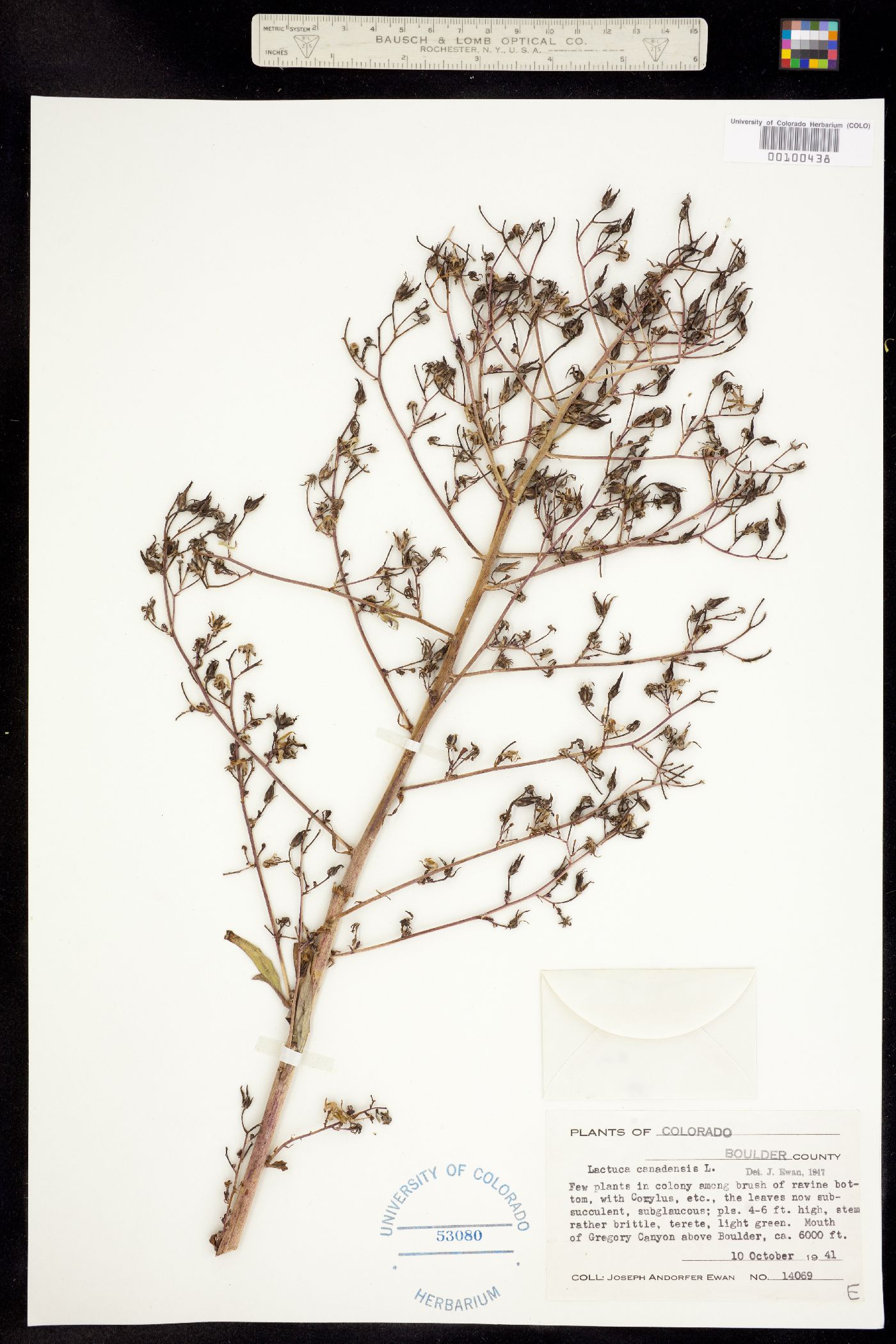 Lactuca canadensis image