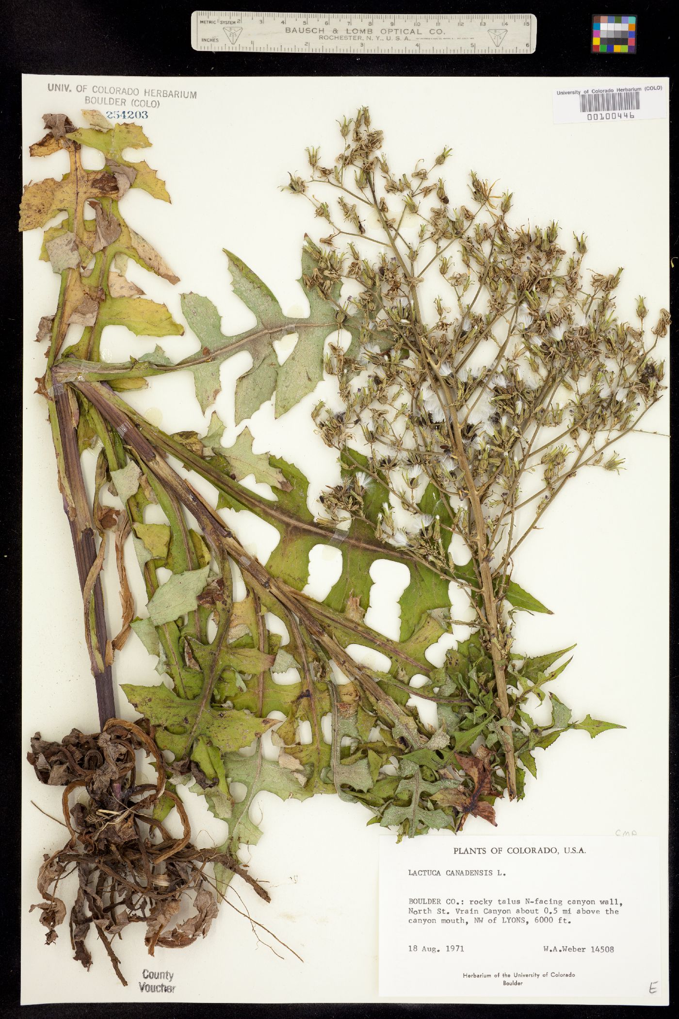 Lactuca canadensis image