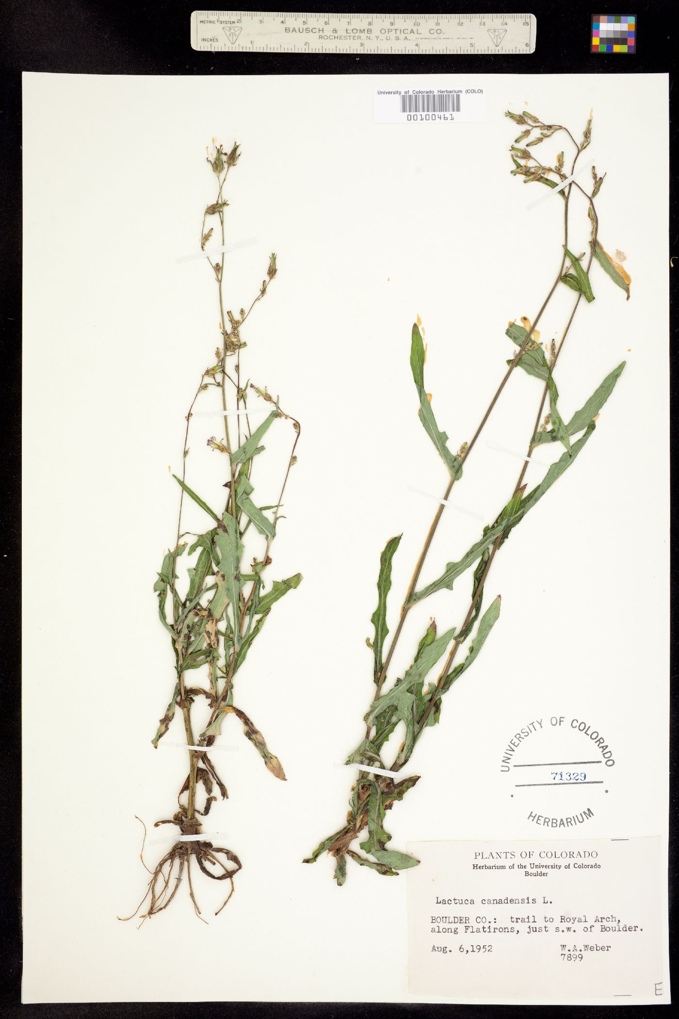 Lactuca canadensis image