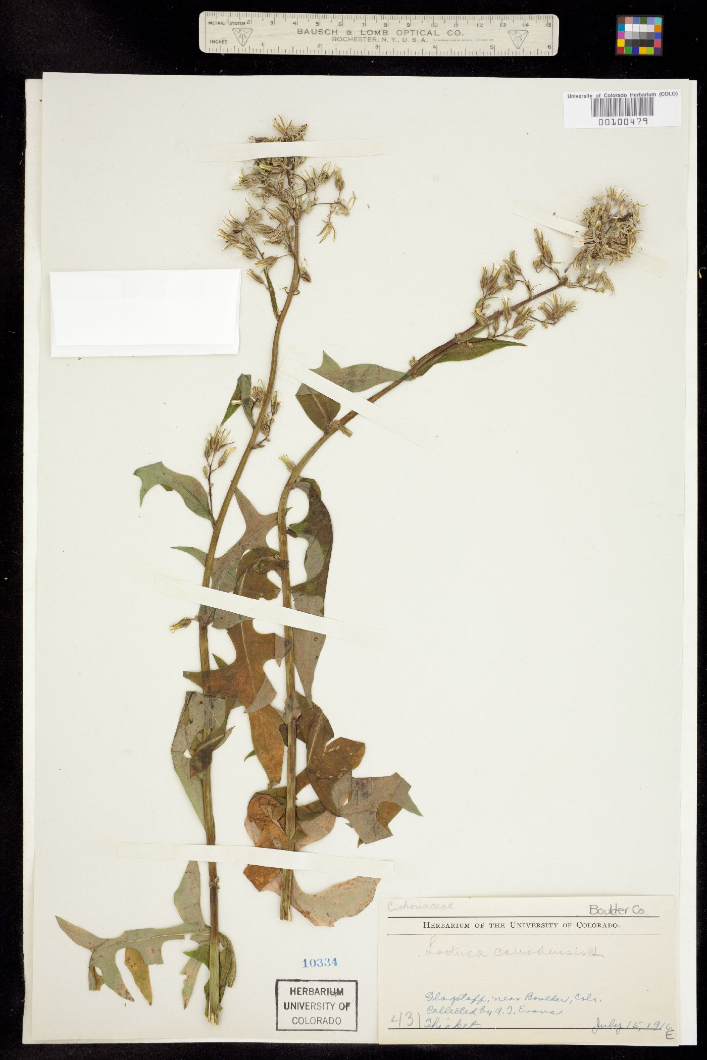 Lactuca canadensis image