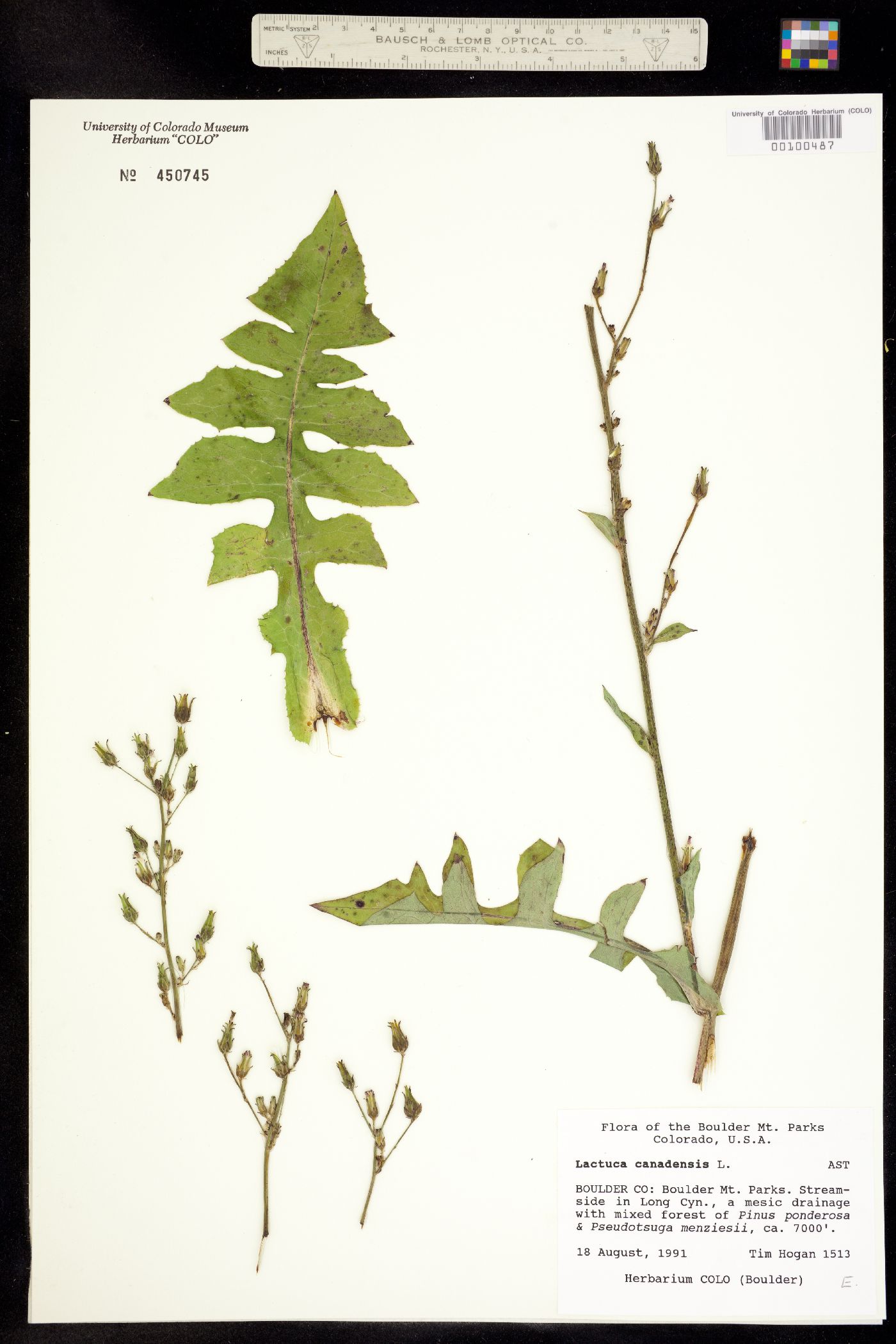 Lactuca canadensis image